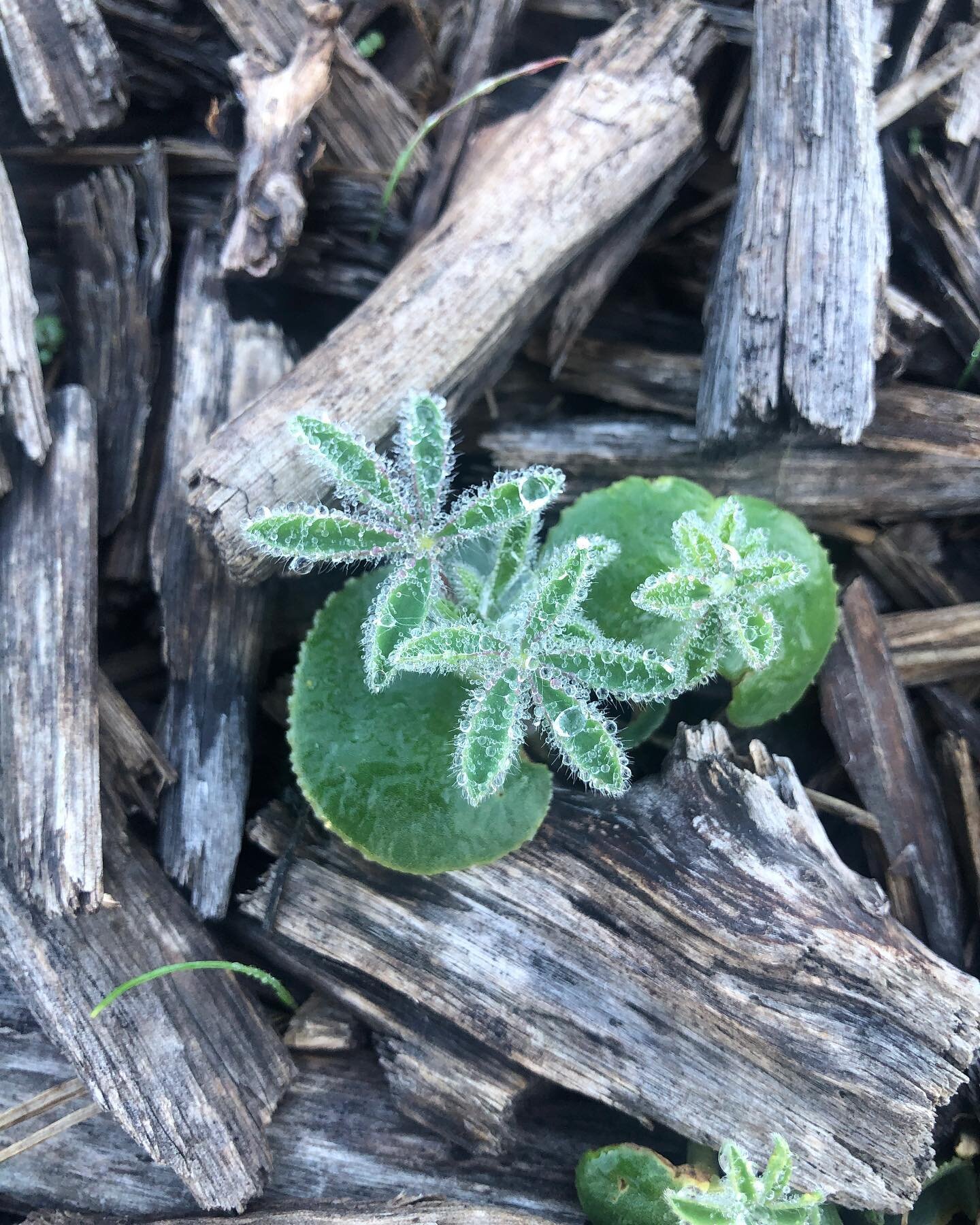 Are you starting to see your annual seedlings and early-blooming perennials? At our West Sacramento lot we are seeing whole swaths of volunteer lupine and poppy, abundant manzanita flowers, and the occasional monkey flower&hellip;