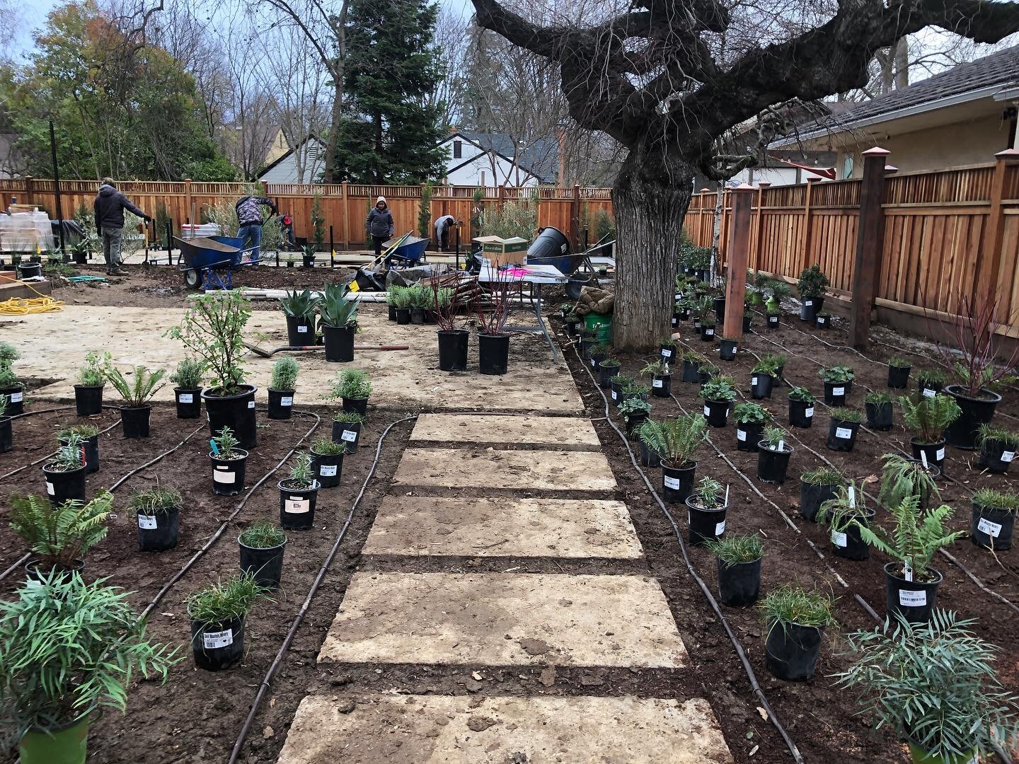 These days our boots are always caked in mud, but new plantings appreciate the winter showers! 🌧️ 

#landscapearchitecture #landscapedesign #landscapedesignbuild #nativeplants #californianativeplants #canativeplants #nativesoil #grownative #grownati