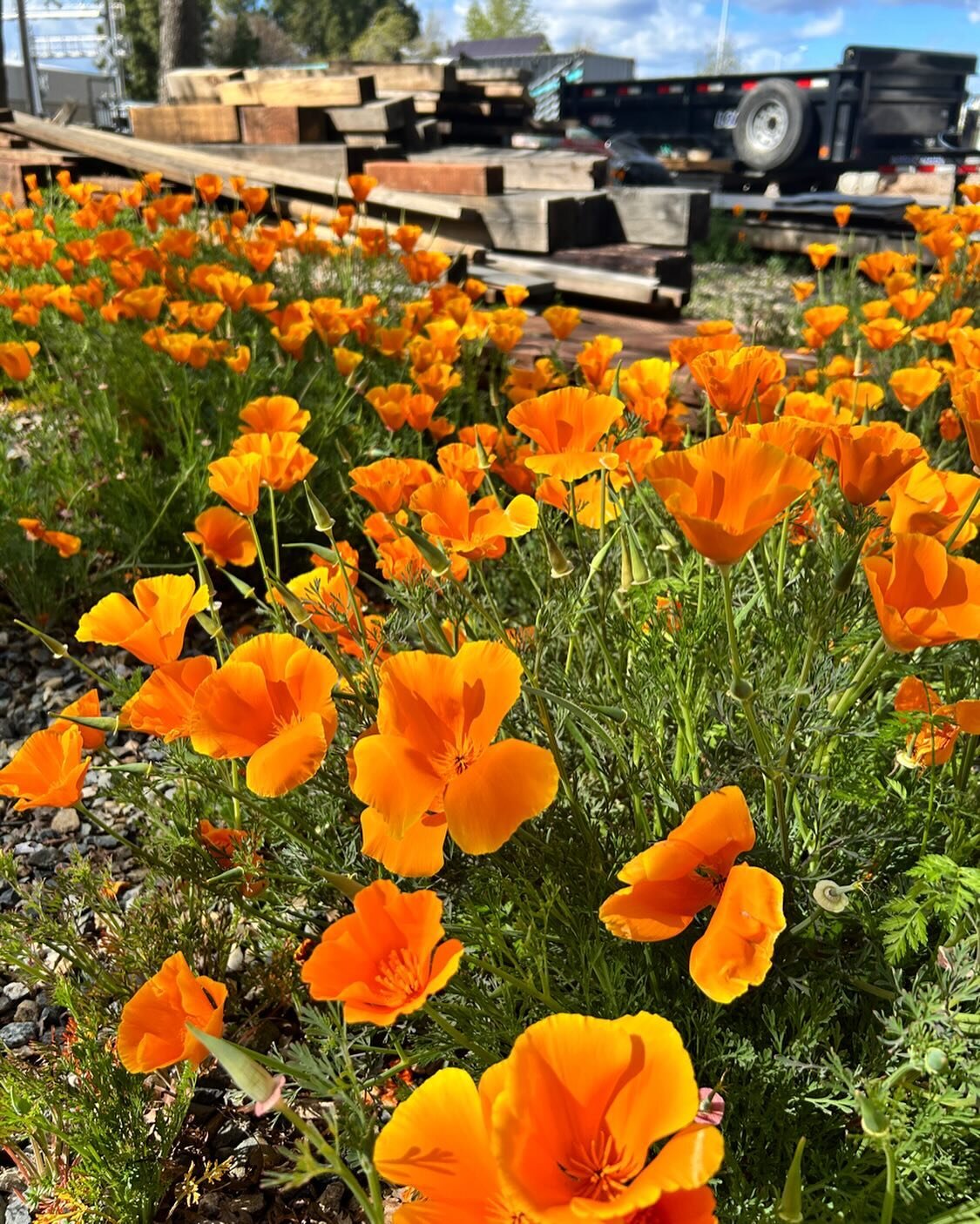 Happy California Poppy Day! Beautiful, tough, and adaptive, this iconic native annual is California&rsquo;s state flower for good reason.