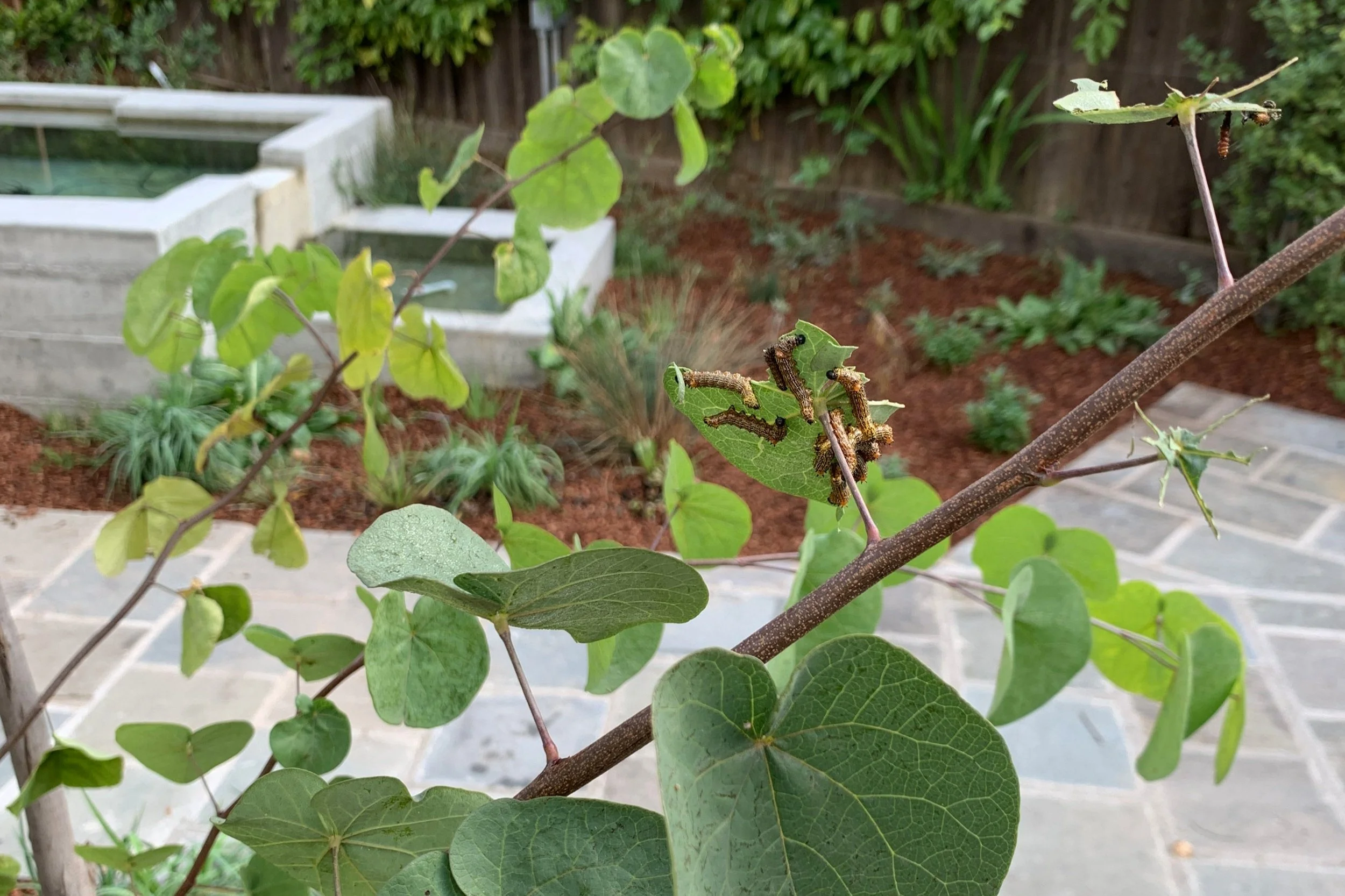 A Mirid's Mansion — MIRIDAE