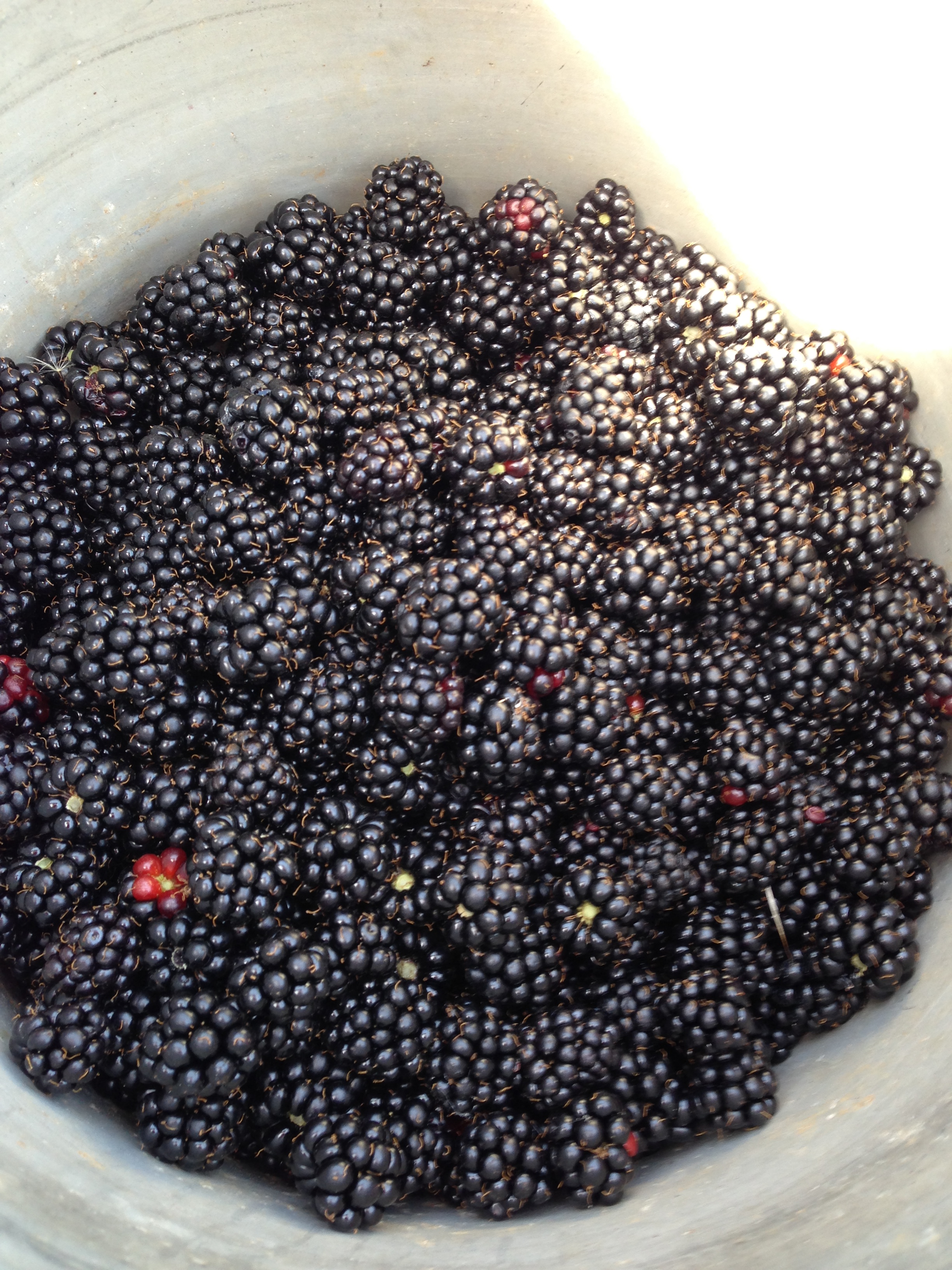 Fresh Blackberries in my Bucket! 