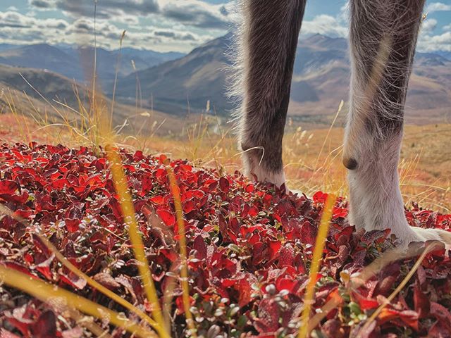 Autumnal colours &amp; Lava the loveliest dog #tombstone #yukon