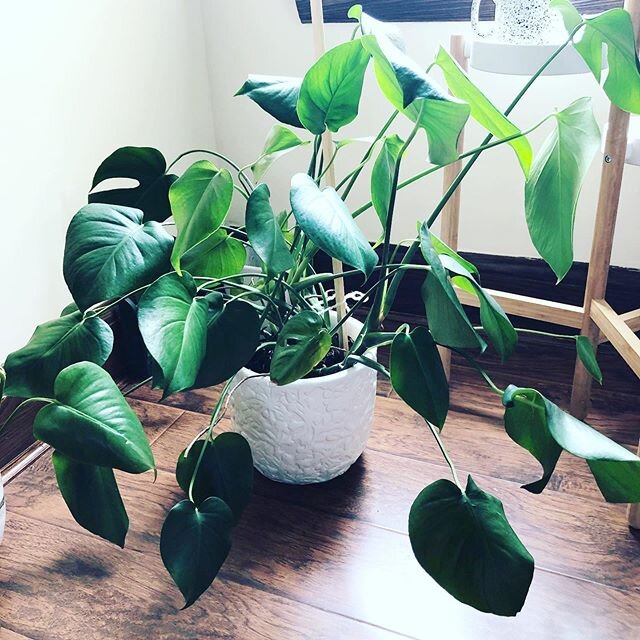 What&rsquo;s your natural mood booster? Mine is taking care of my little house plant corner and watching the plants grow and change over time. Even just checking in and wiping down the leaves helps lift my spirits. Bonus, when they get this big, you 
