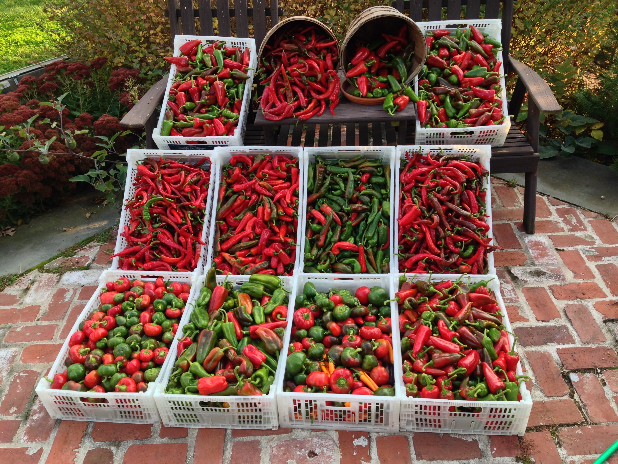 fall pepper harvest 2013.jpg