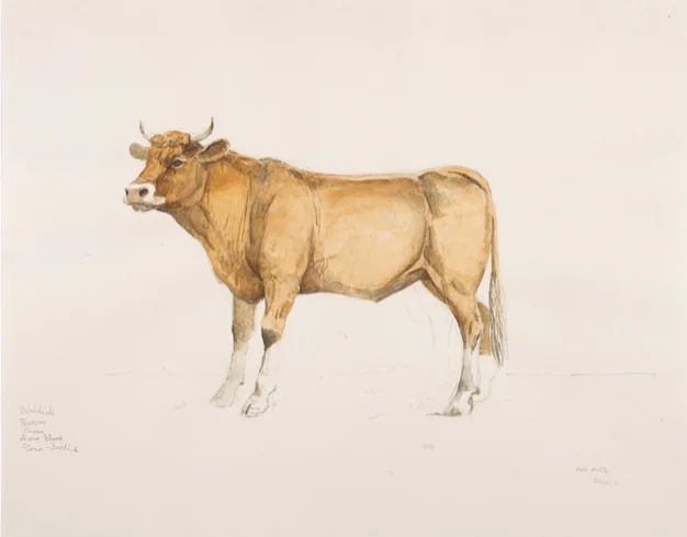 JH..Limousin0042.jpg