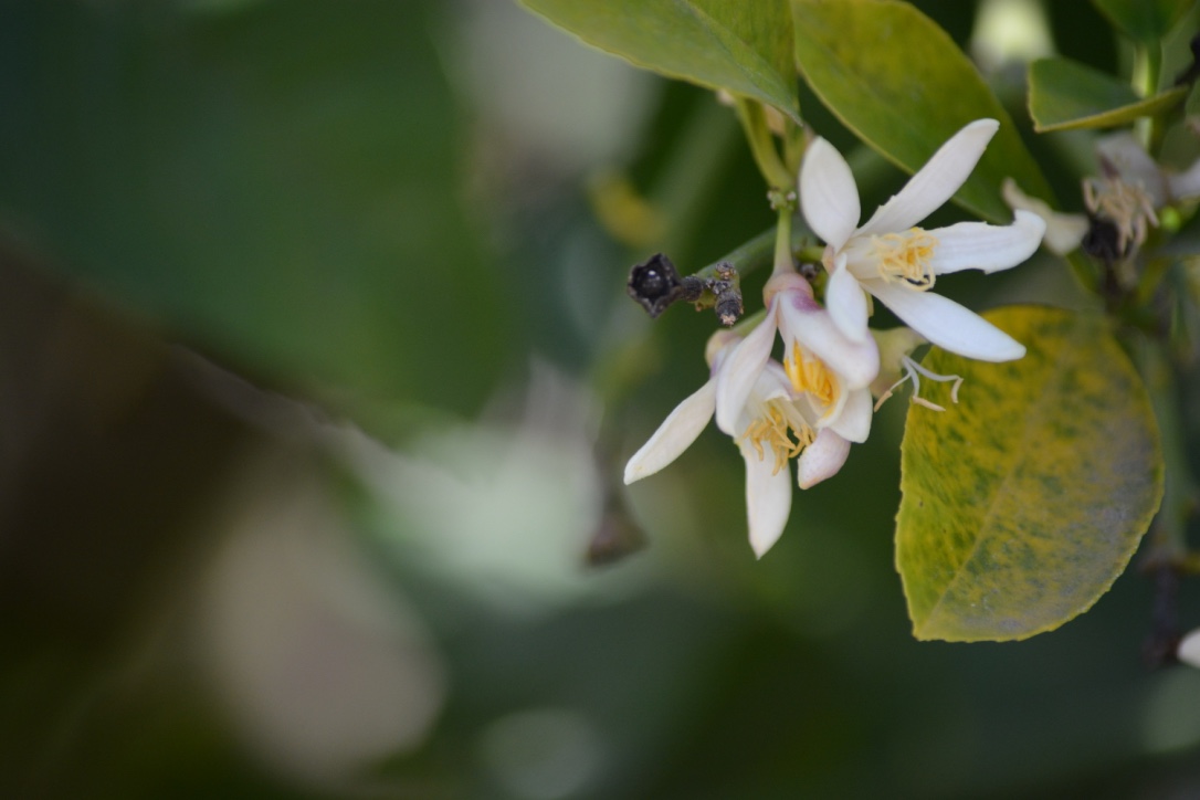 A lemon blossoms.jpg