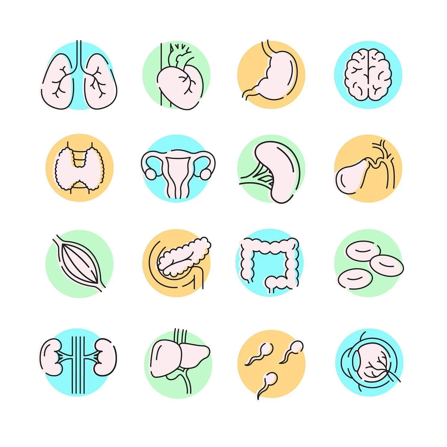 #vectorart #vectorillustration #vector #anatomy #graphicdesign #icons #iconsystem #icondesign #medicalillustration