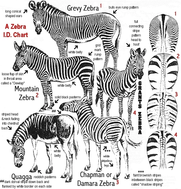It’s believed white stripes may have evolved as a way to shield the zebra’s skin base against the harsh African sun, as suggested by the fact that zebras from more temperate, high-altitude regions, such as the Hartmann’s zebra ( Equus zebra hartmannae ) and mountain zebra ( Equus zebra ), tend to be darker than their savannah cousins. Darker pigmentation in zebras shows itself as thin white stripes and larger, fatter black stripes. Not all zebras are alike, in other words, just as pandas are unlike other bears.