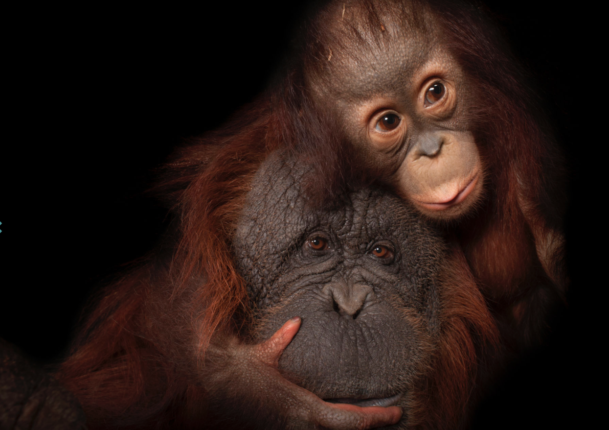 Bornean orangutan. ©2017 Joel Sartore