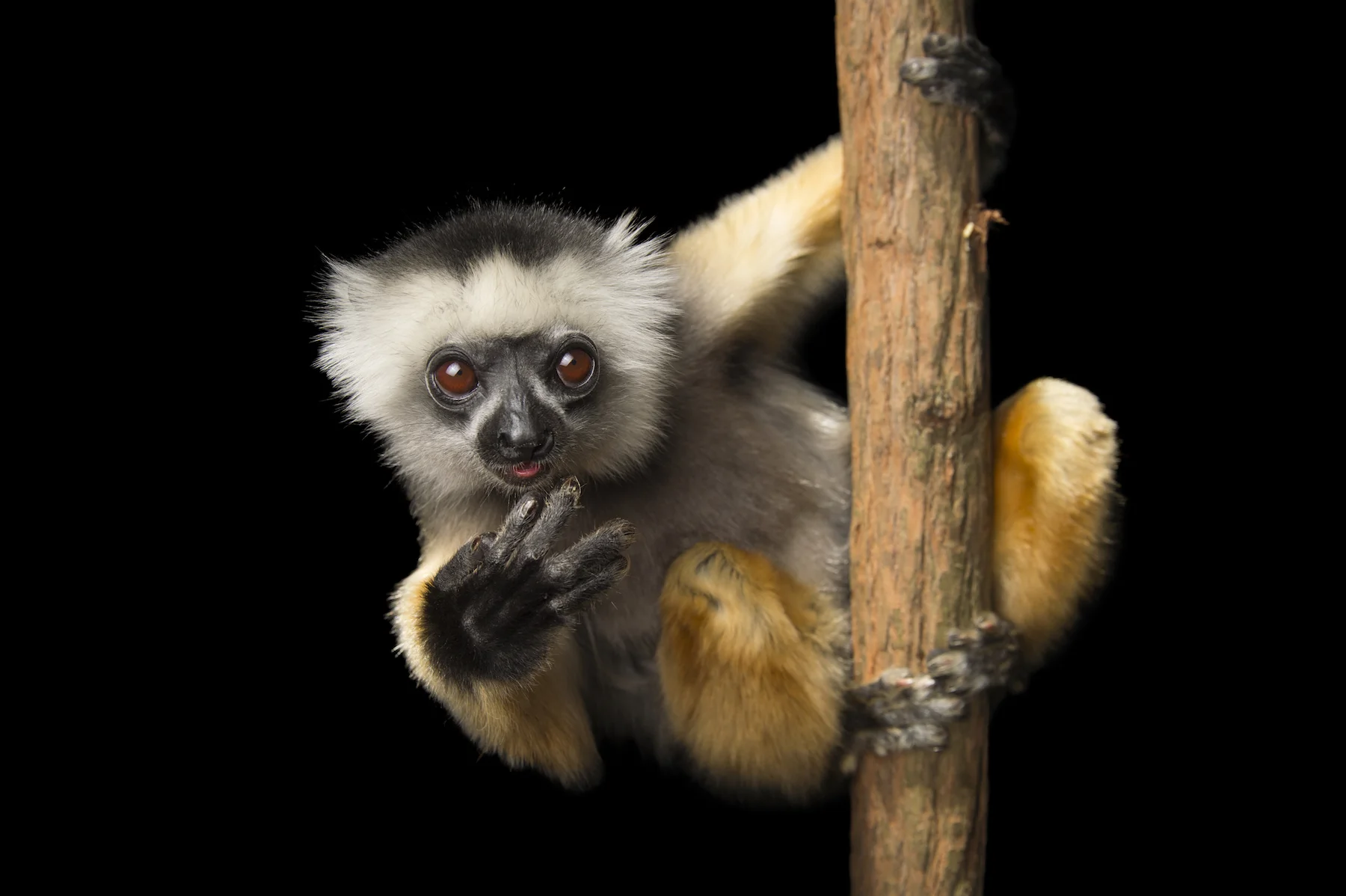 Diademed sifaka. ©2017 Joel Sartore