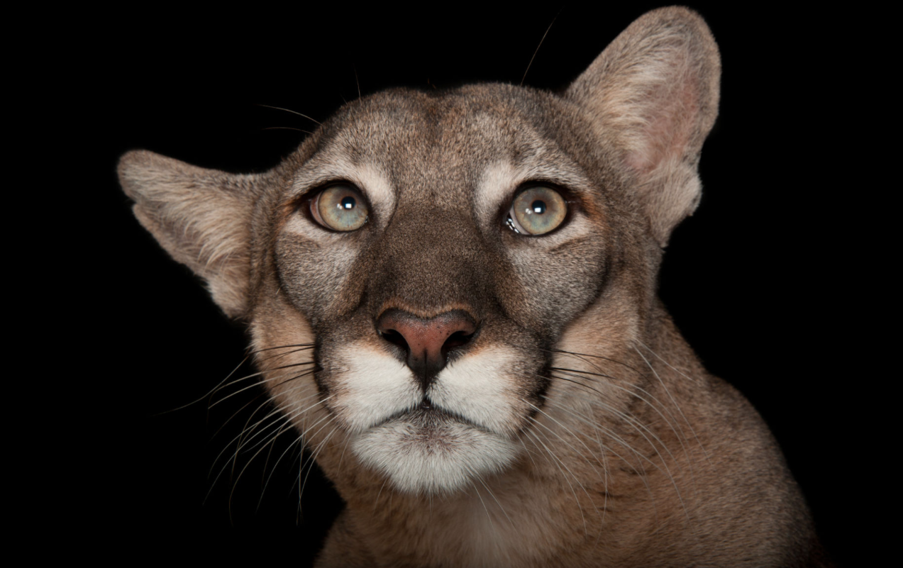 Florida panther. ©2017 Joel Sartore
