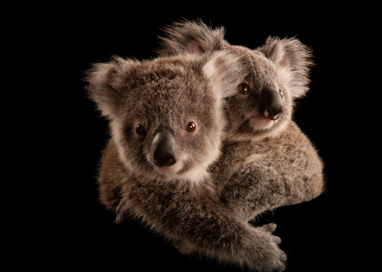 Koalas ©2017 Joel Sartore