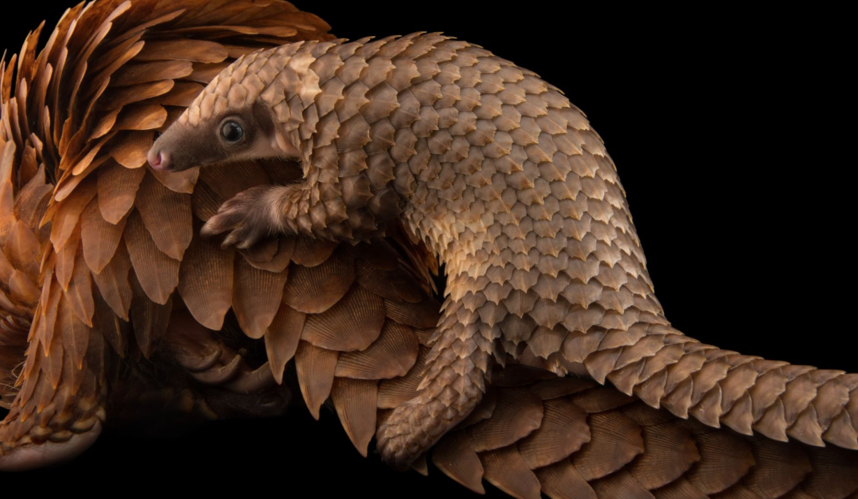 Pangolin ©2017 Joel Sartore