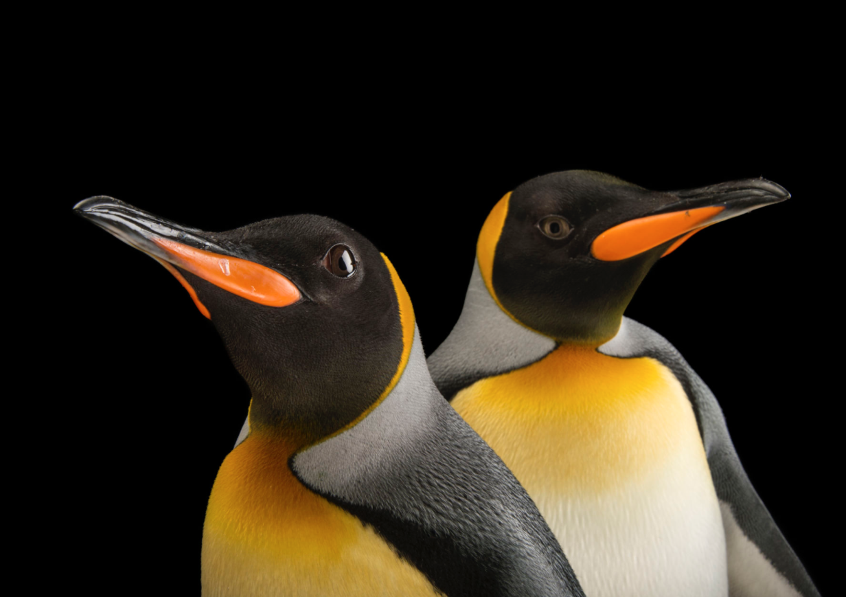 South Georgia king penguins. ©2017 Joel Sartore