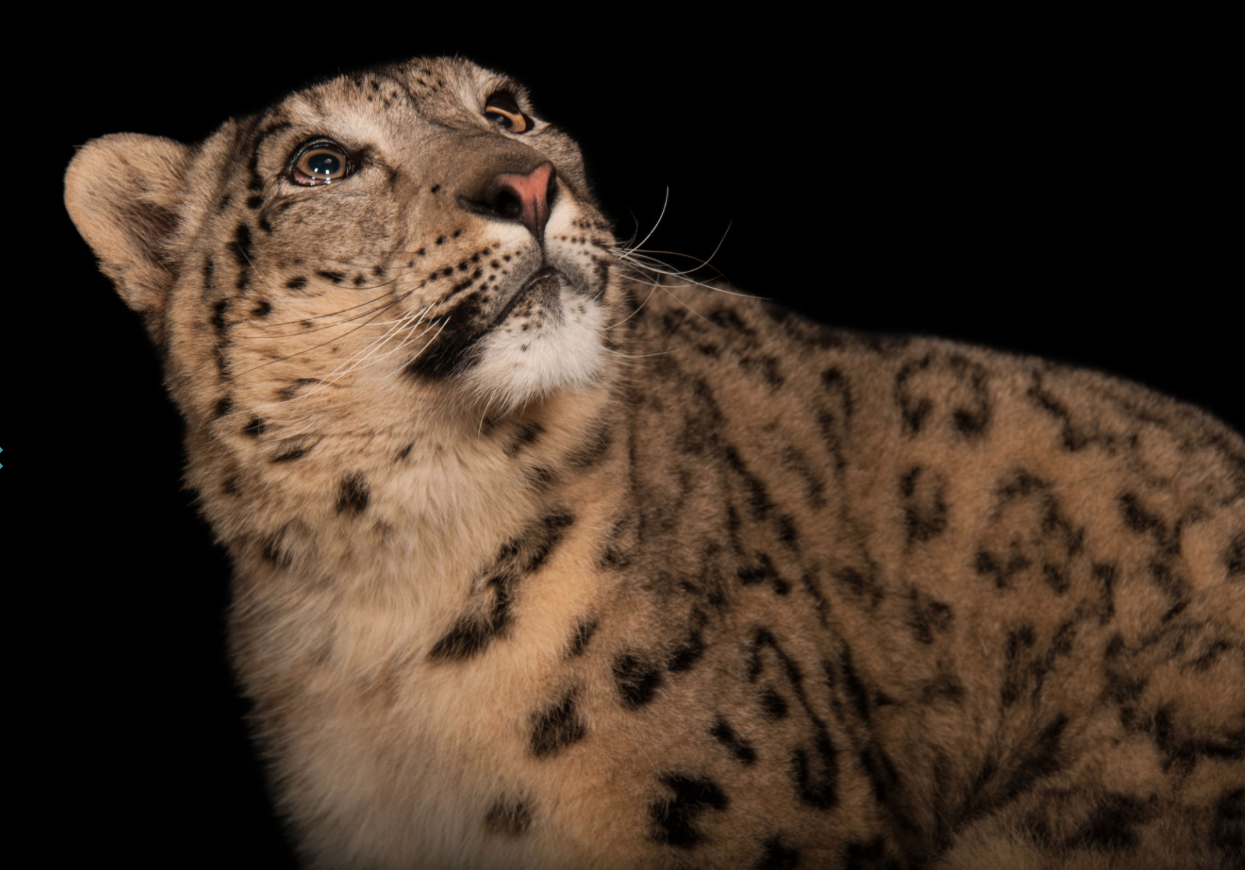 Snow leopard. ©2017 Joel Sartore
