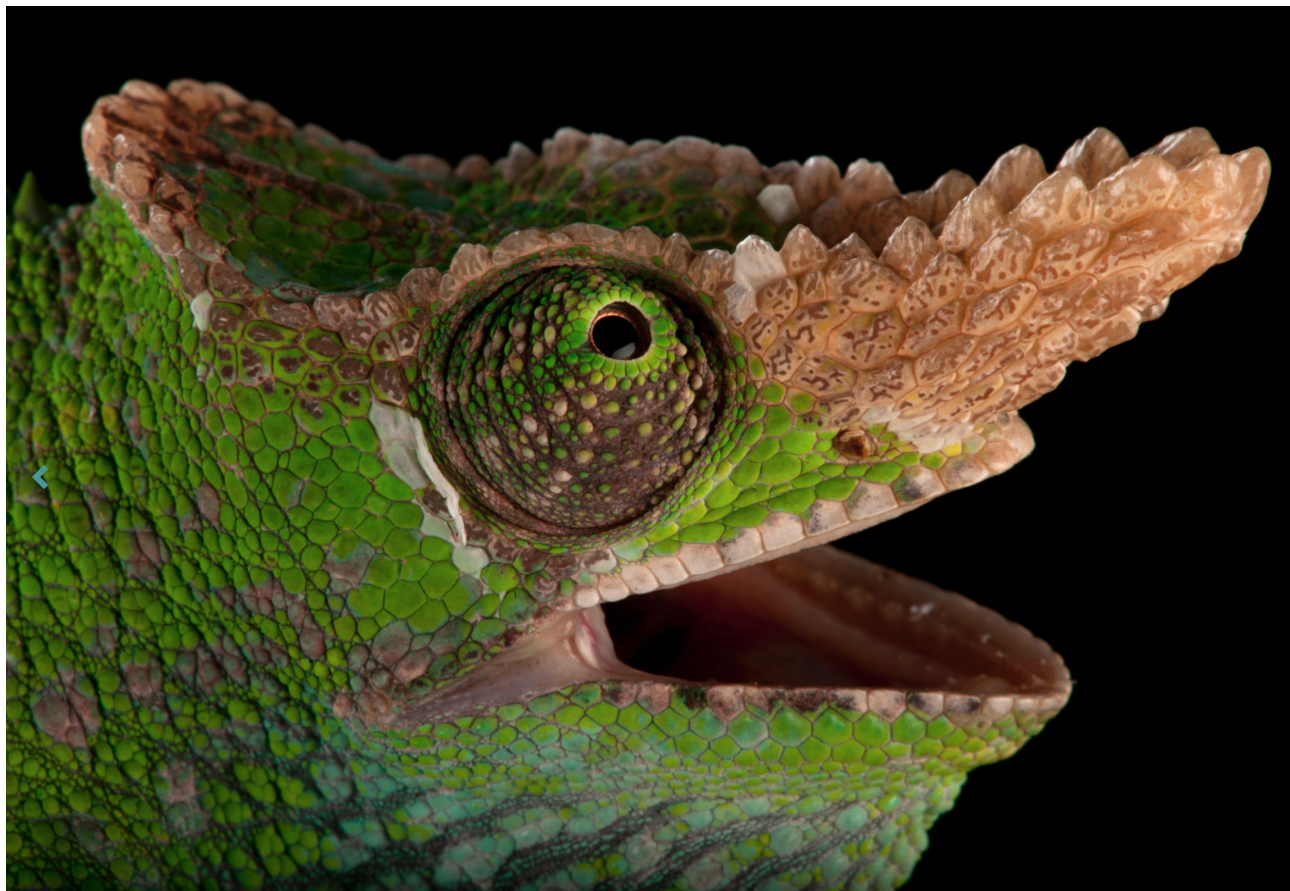 West Usumbara two-horned chameleon. ©2017 Joel Sartore