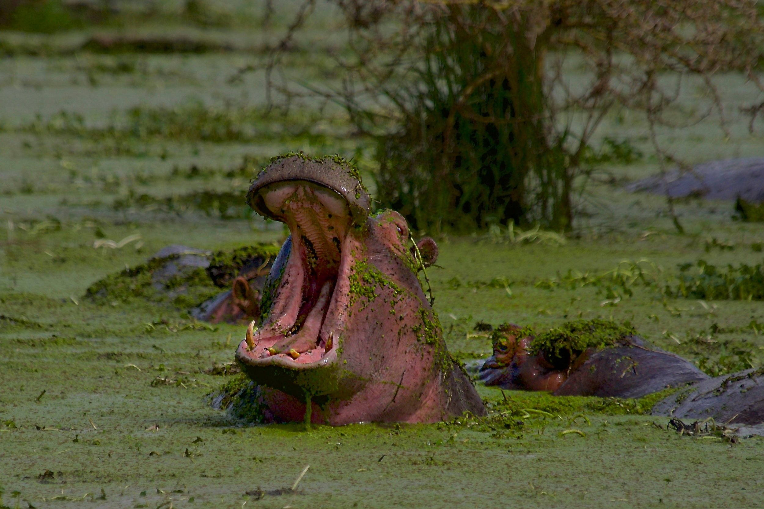  Ngorongoro Crater, Tanzania 