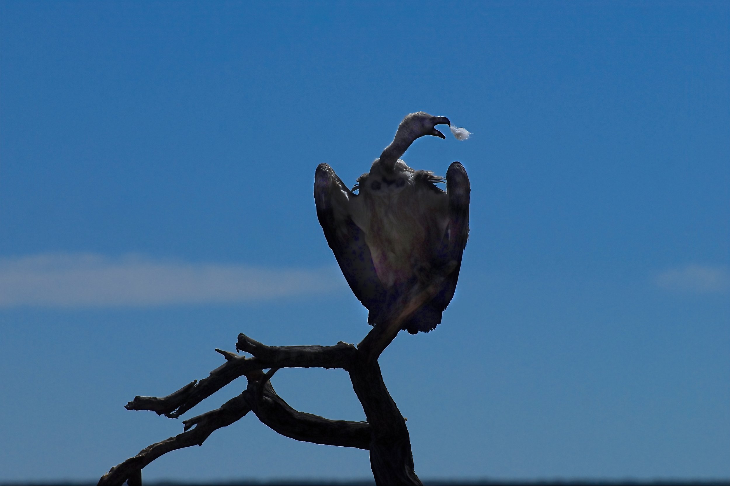  Rare and Endangered Species Trust (REST), Namibia 