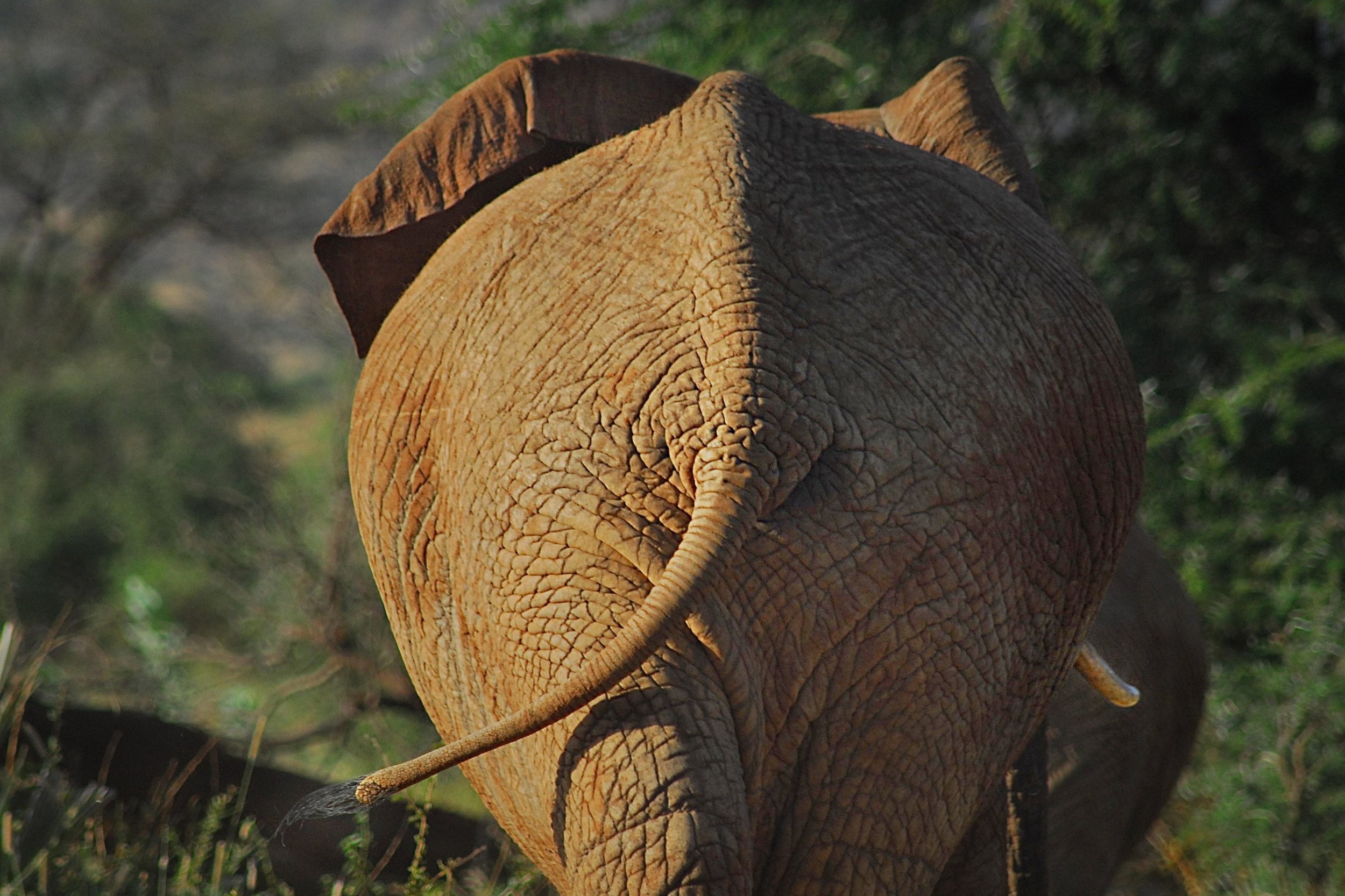  Samburu National Reserve, Kenya 