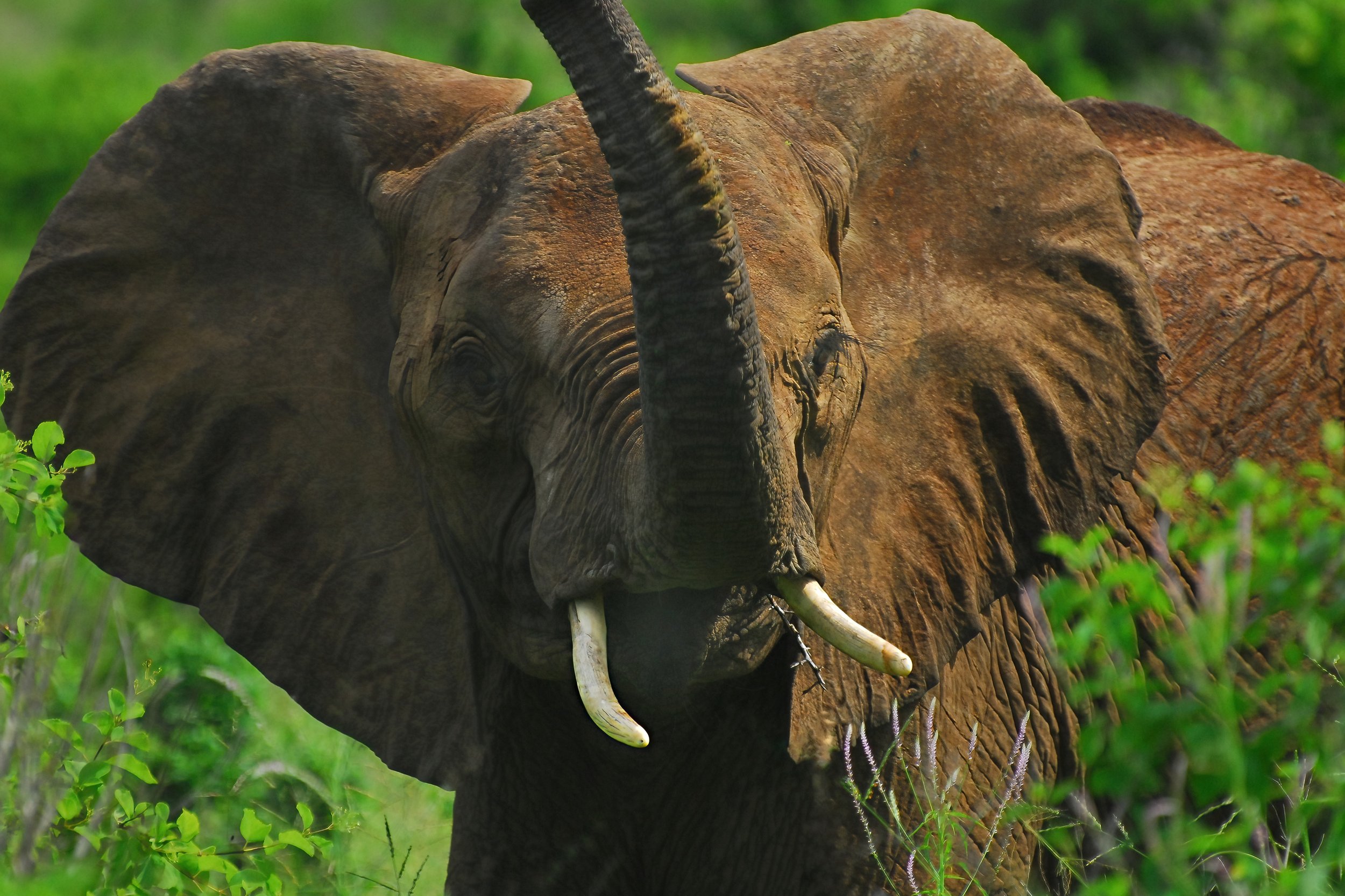  Tsavo West National Park, Kenya 