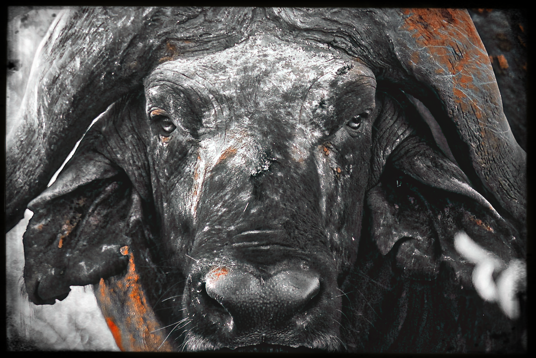 website_tsavo2-DeNoiseAI-raw.jpg