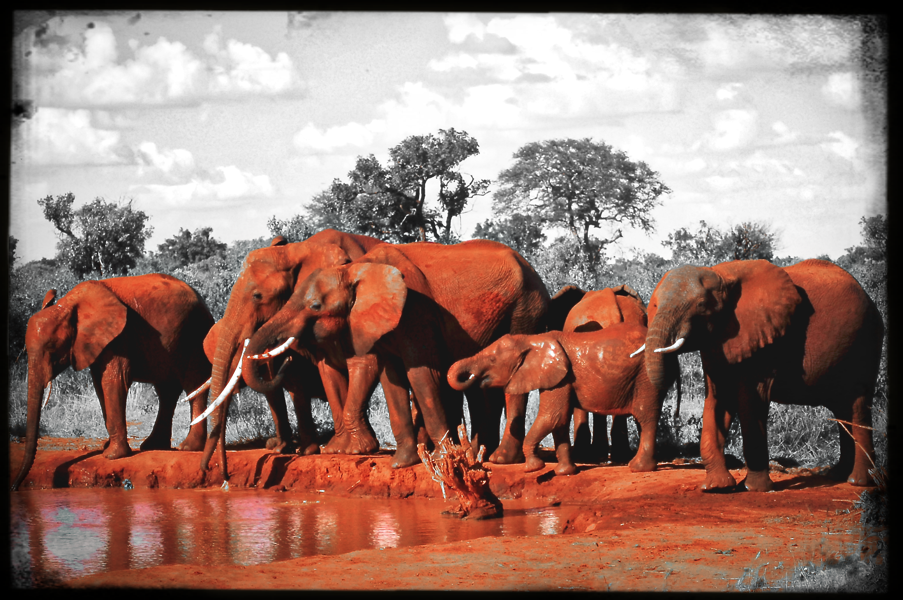 website_tsavo3-DeNoiseAI-raw.jpg