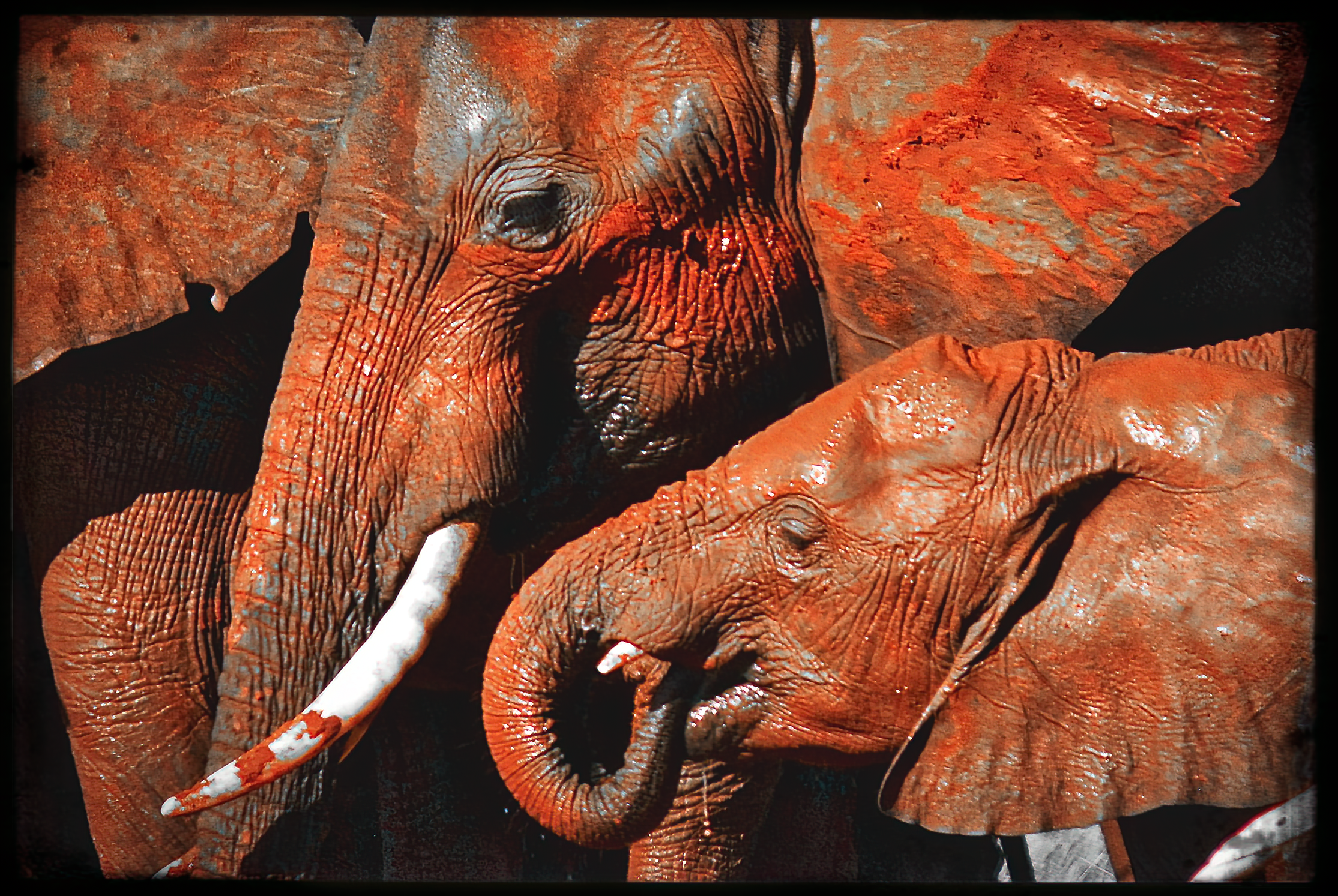 website_tsavo4-DeNoiseAI-raw.jpg