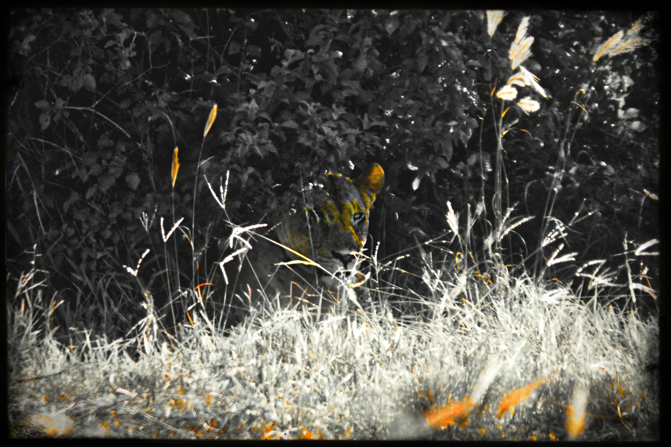 website_tsavo5-DeNoiseAI-raw..jpg