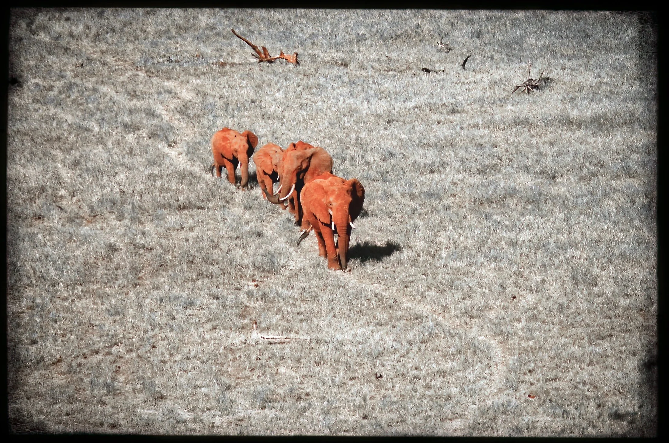 website_tsavo8-DeNoiseAI-raw.jpg