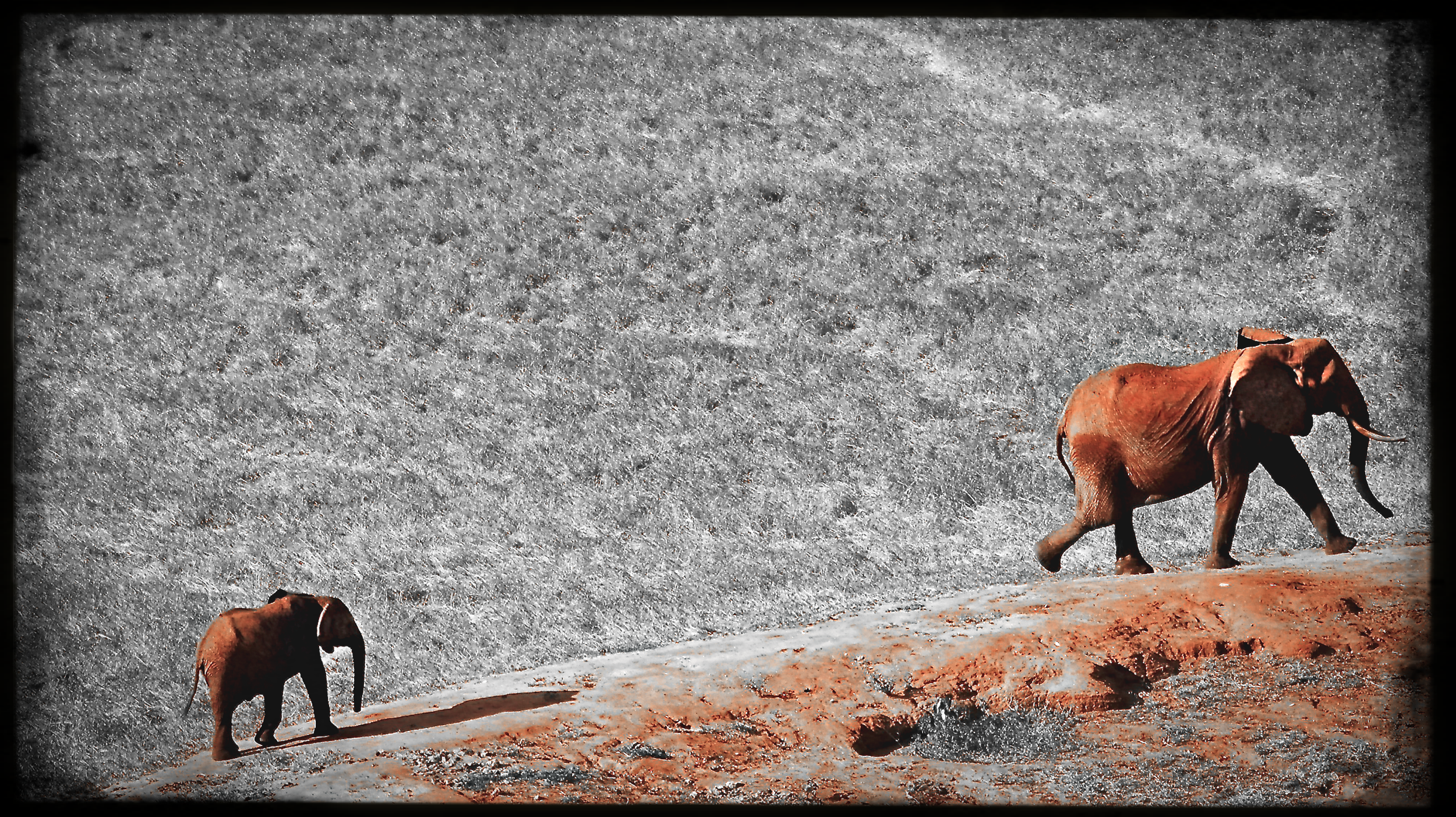 website_tsavo7-DeNoiseAI-raw.jpg