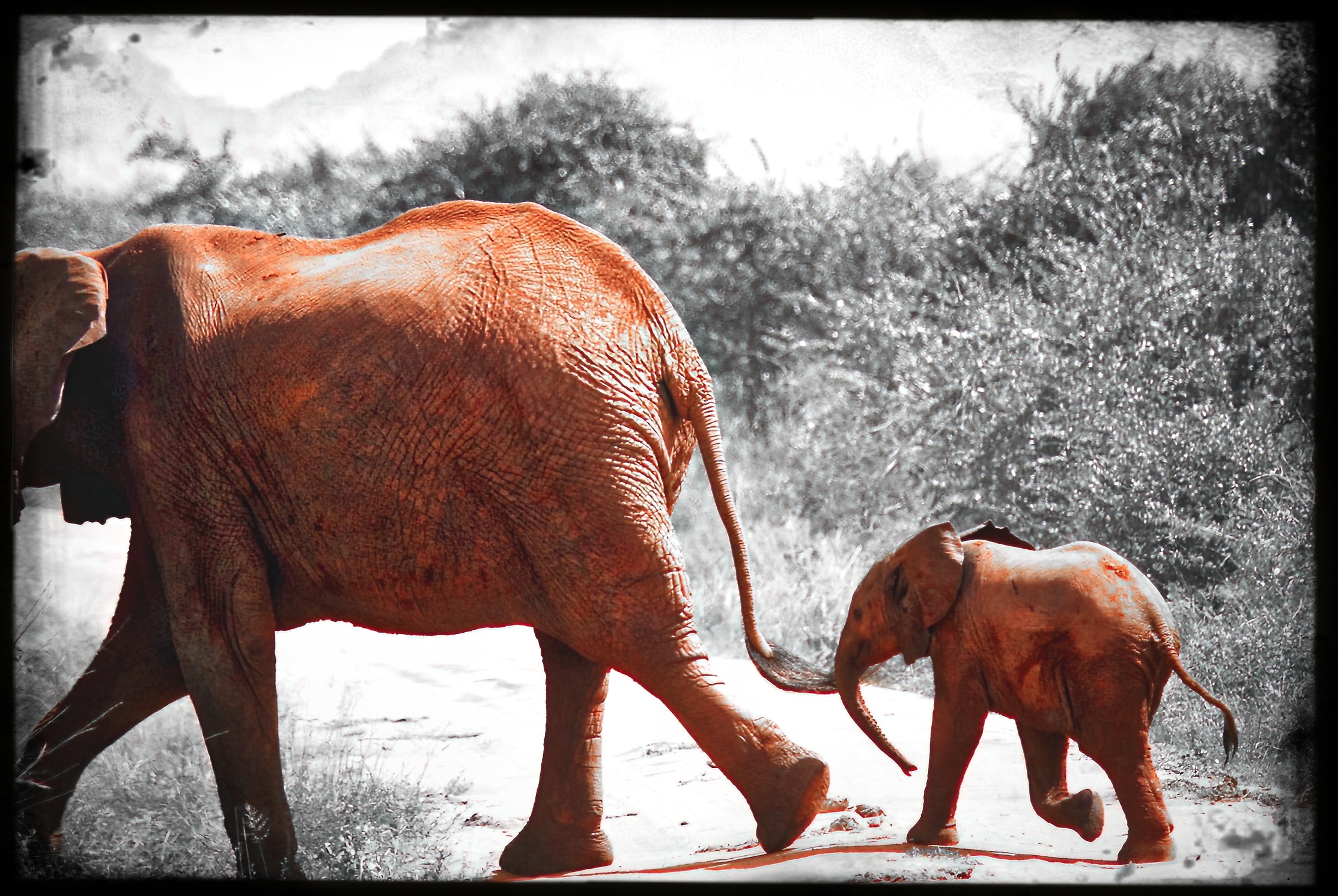 website_tsavo9-DeNoiseAI-raw.jpg