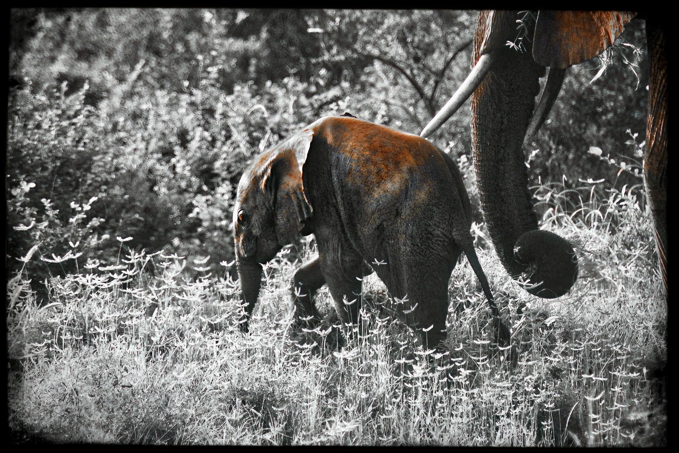 website_tsavo12-DeNoiseAI-raw.jpg
