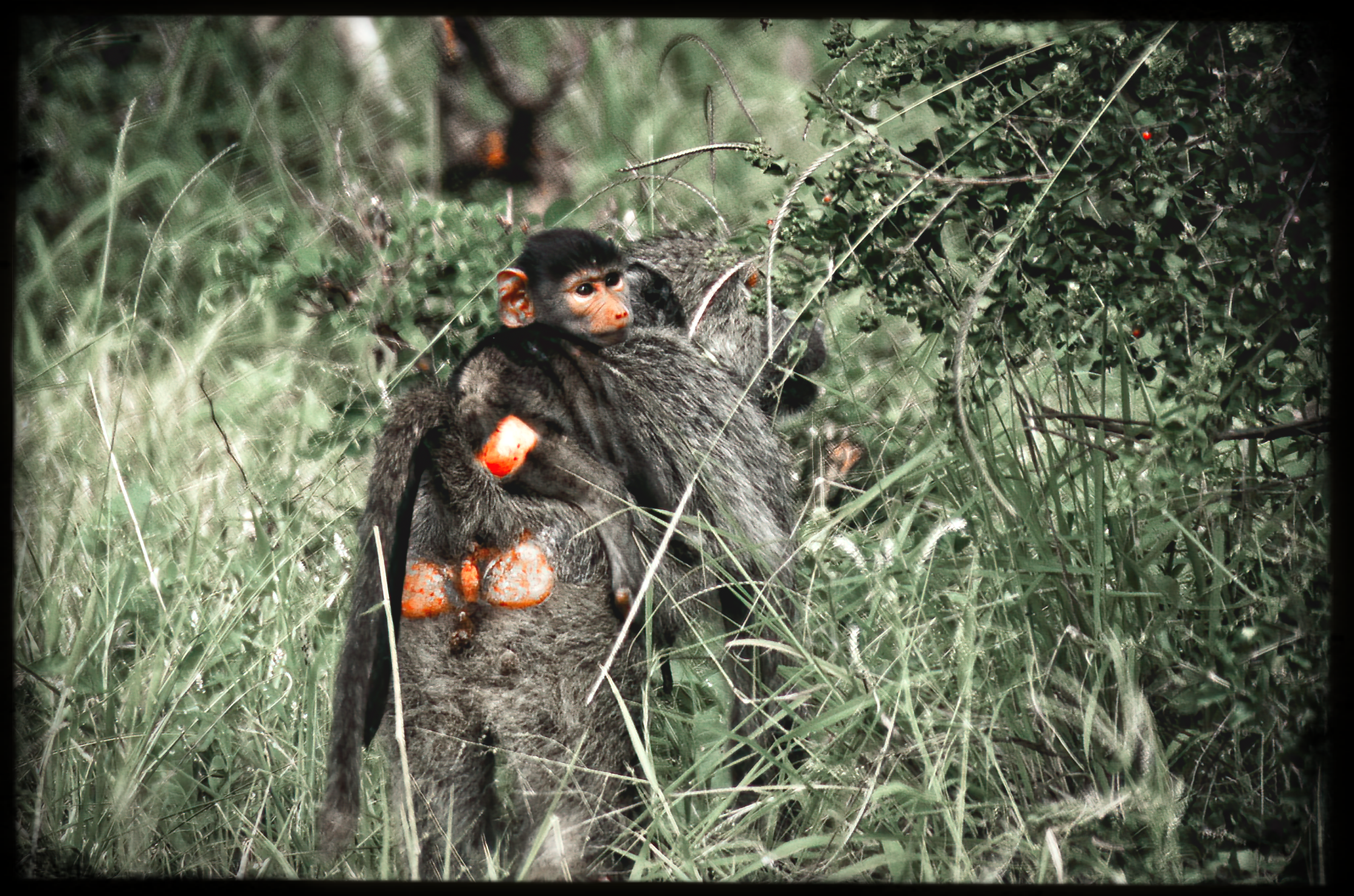 website_tsavo11-DeNoiseAI-raw.jpg