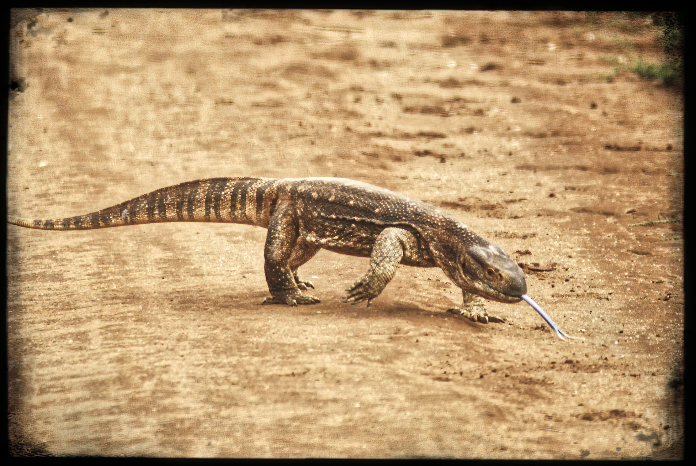 website_tsavo18-DeNoiseAI-raw.jpg
