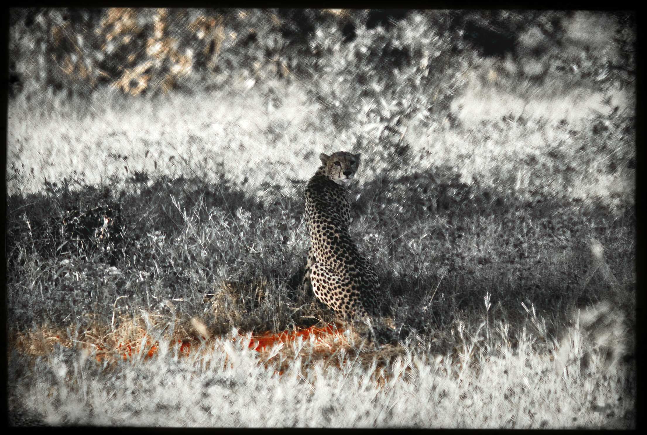 website_tsavo20-DeNoiseAI-raw.jpg