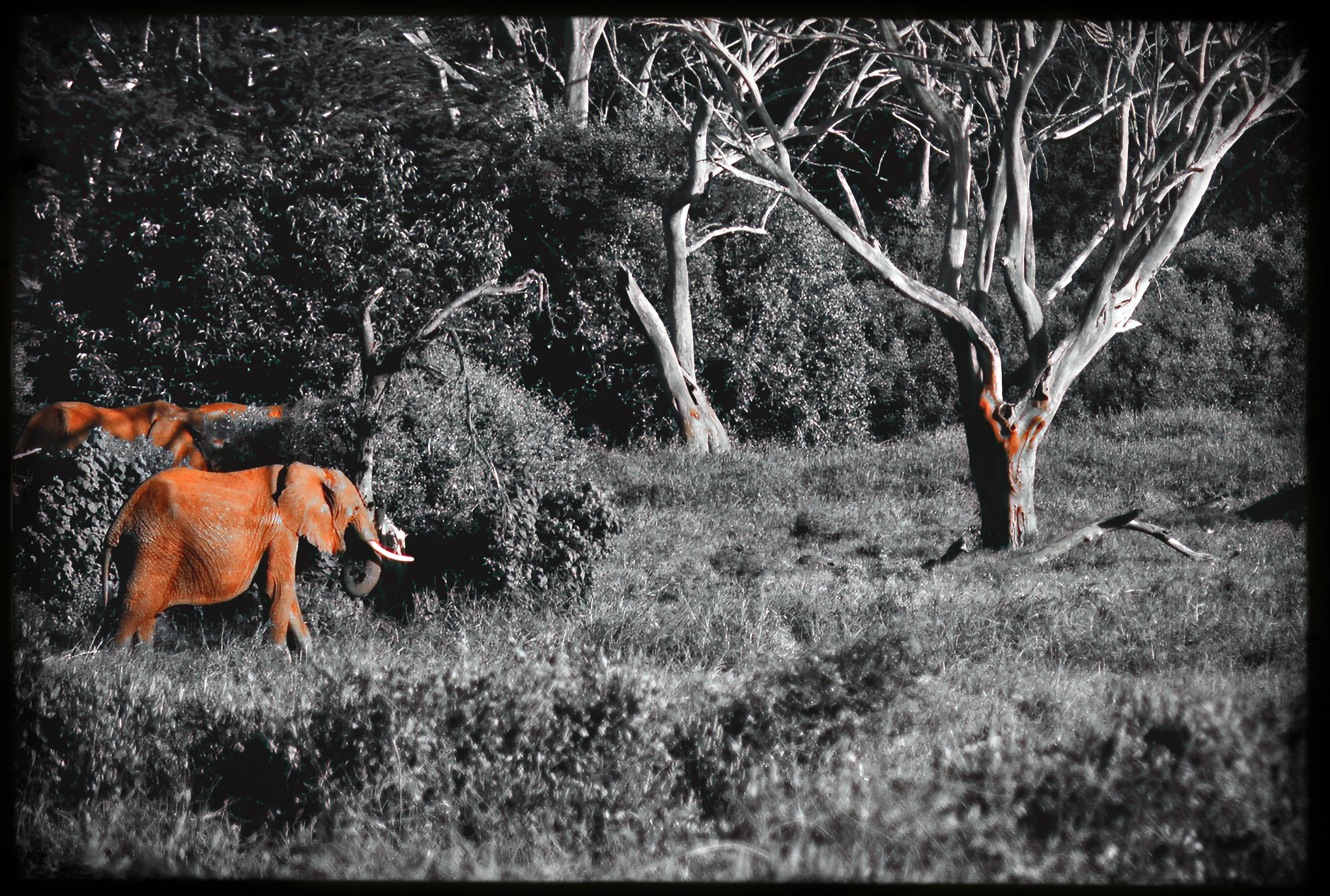 website_tsavo22-DeNoiseAI-raw-DeNoiseAI-raw.jpg
