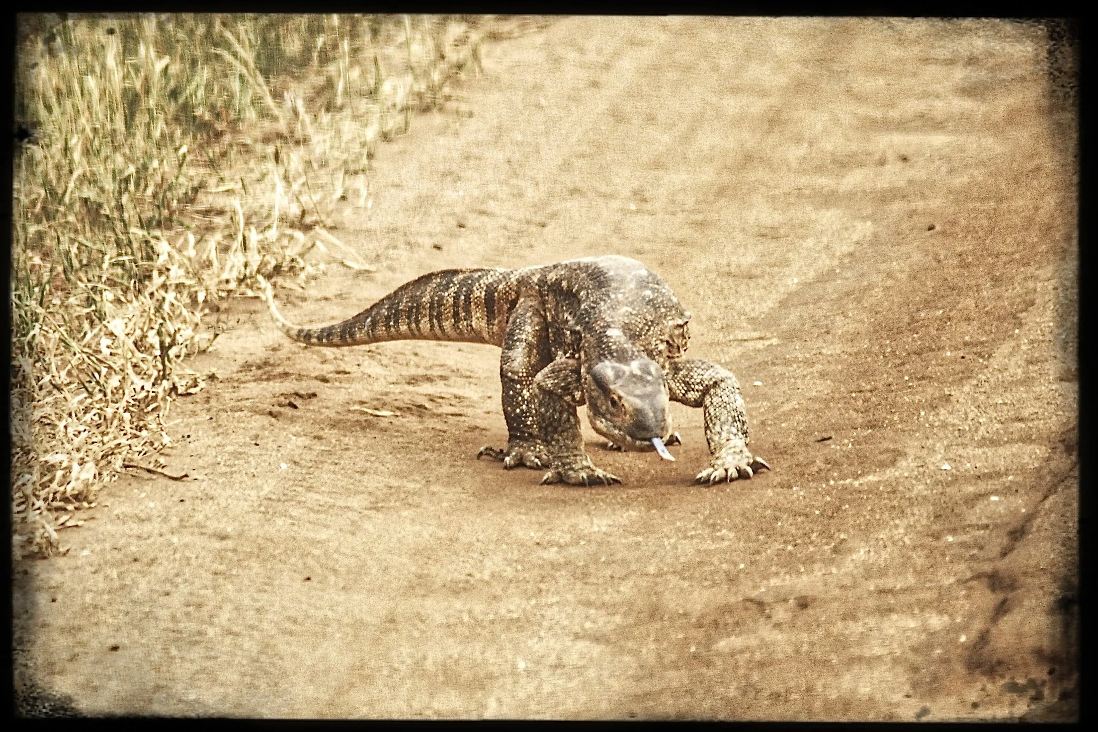 website_tsavo17-DeNoiseAI-raw.jpg