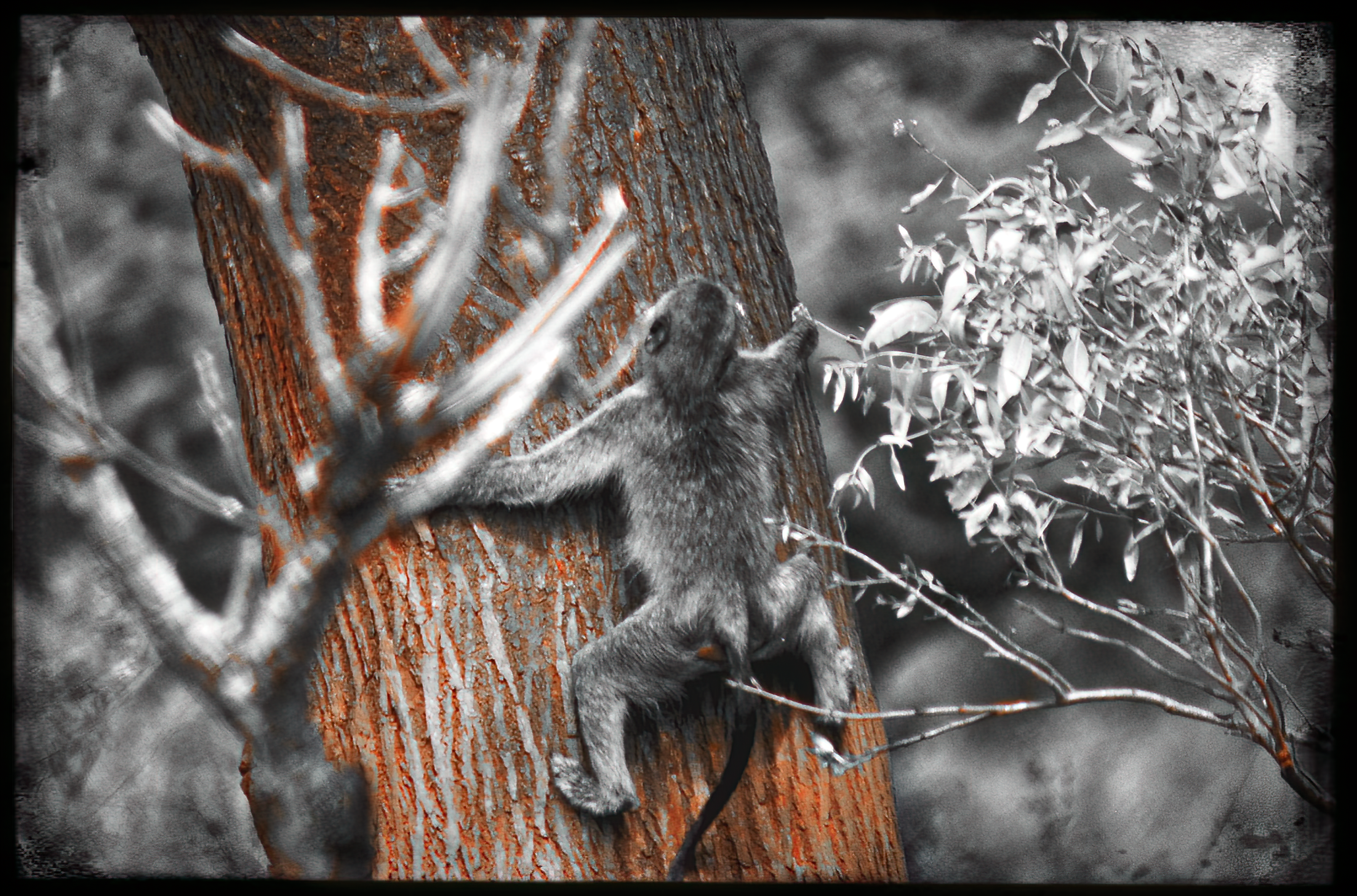 website_tsavo6-DeNoiseAI-raw.jpg