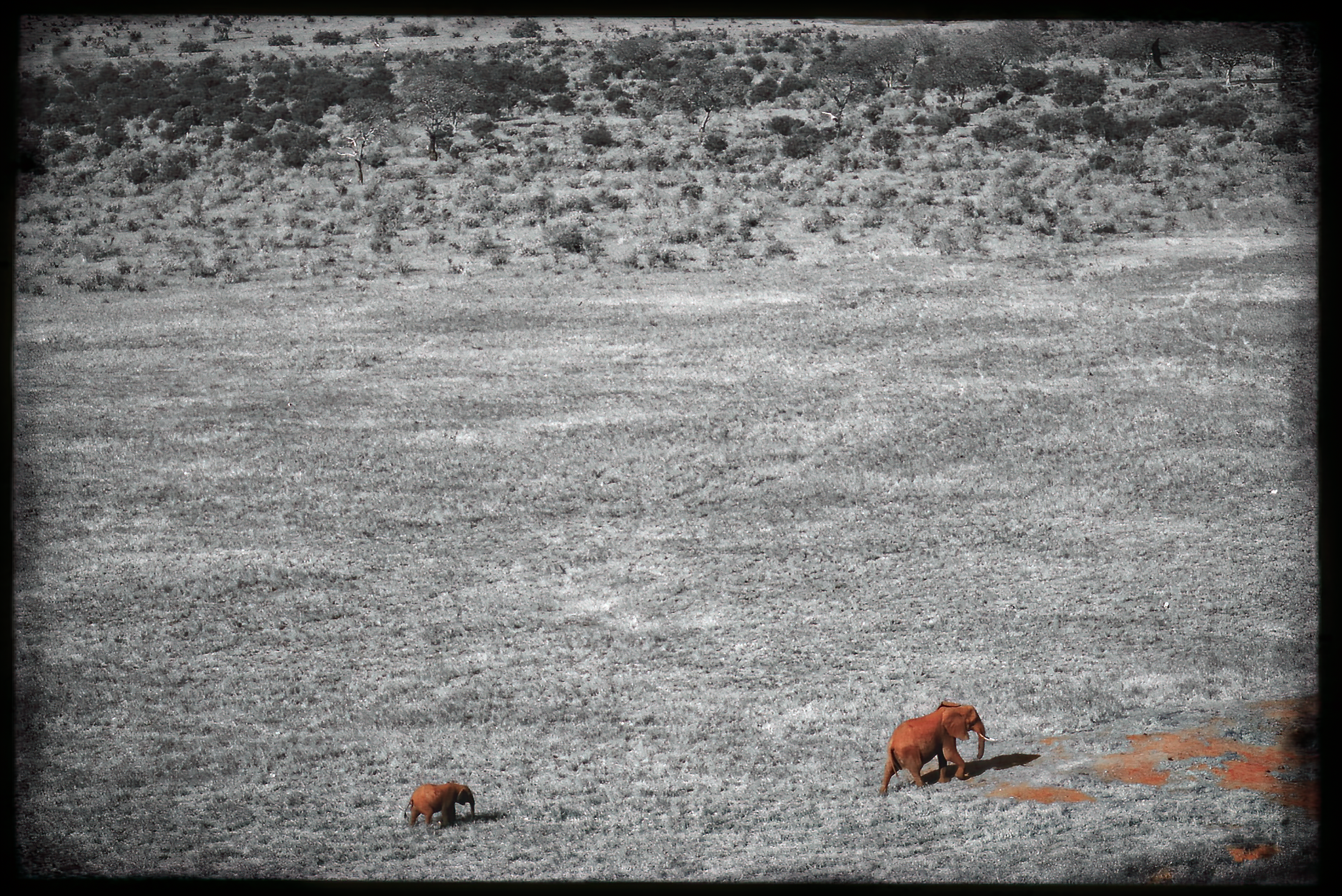 website_tsavo24-DeNoiseAI-raw copy.jpg