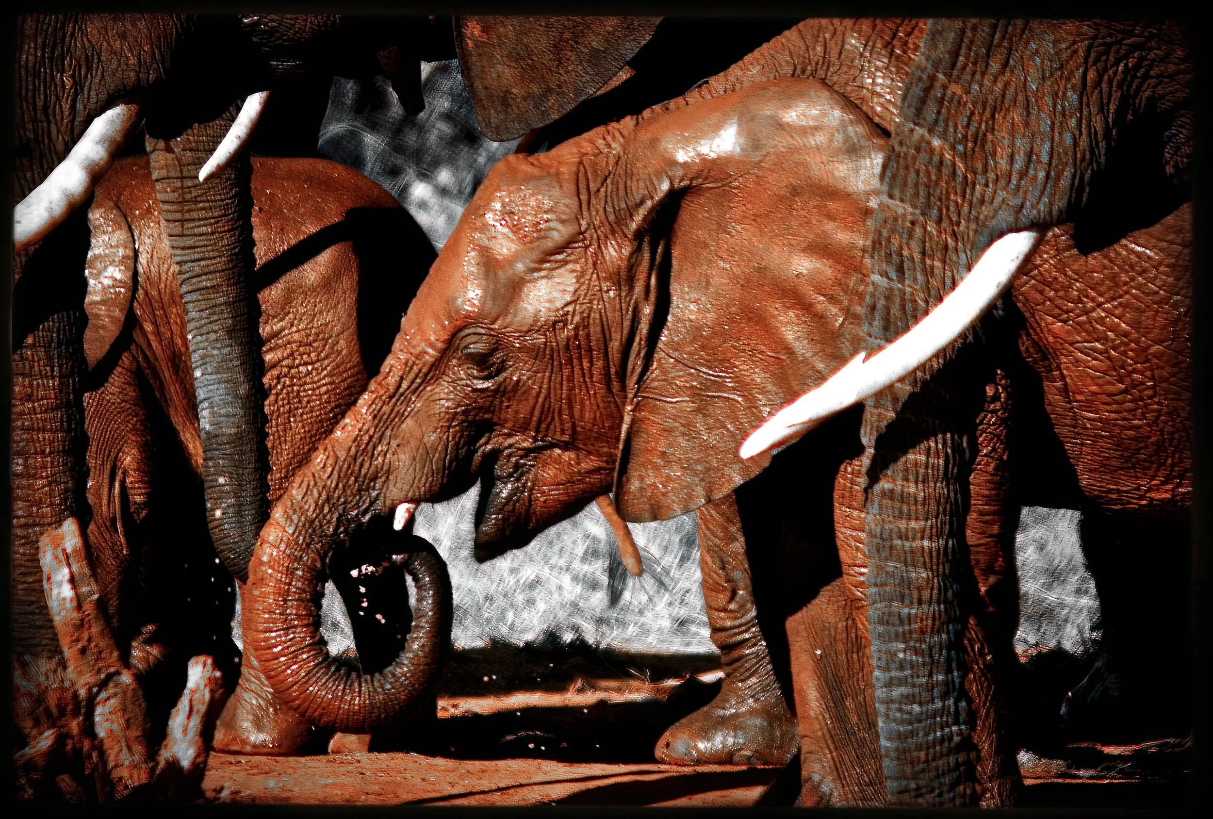 2.ghosts of tsavo3-DeNoiseAI-raw.jpeg