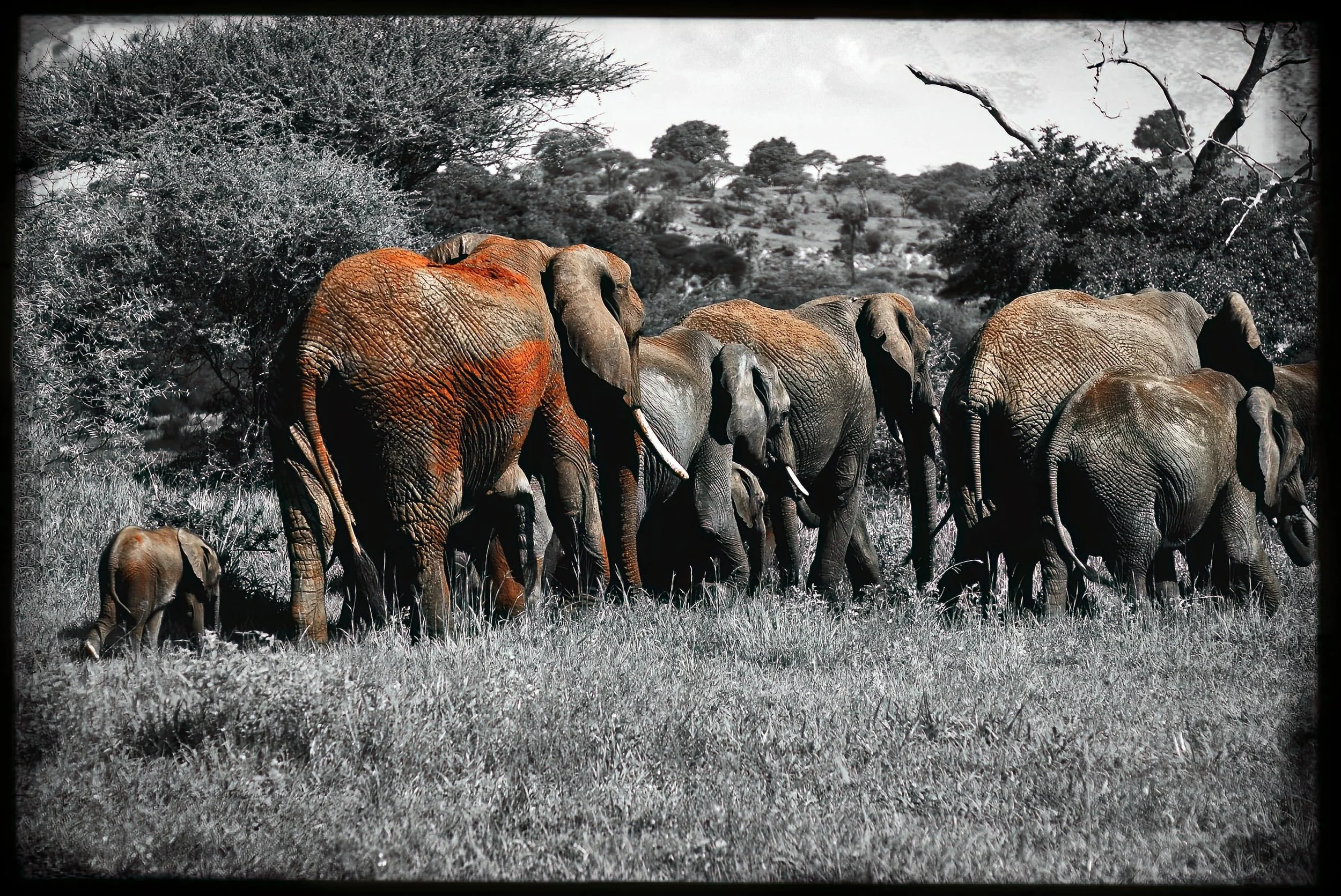 4.ghosts of tsavo-DeNoiseAI-raw.jpeg