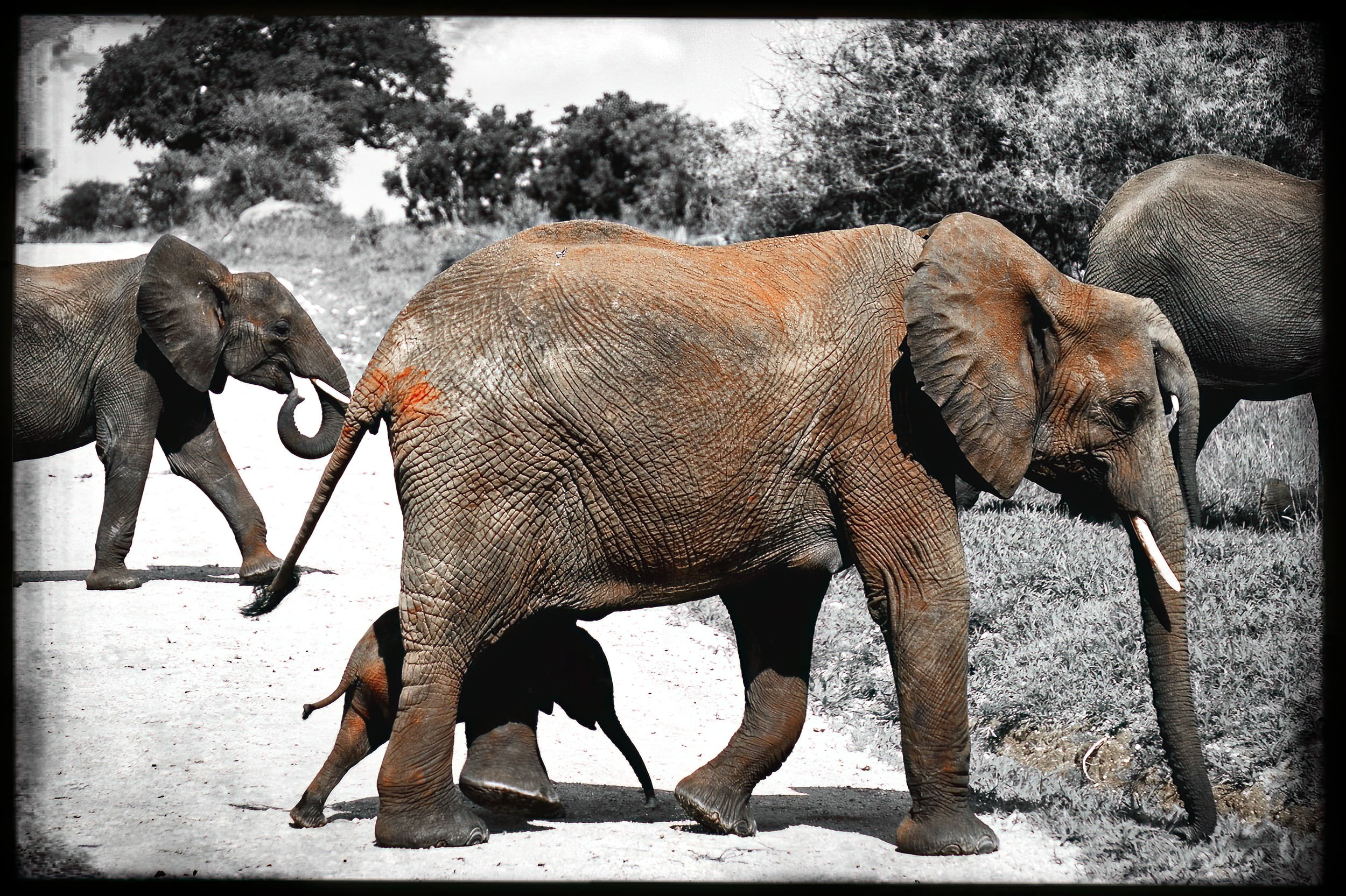 3.ghosts of tsavo-DeNoiseAI-raw.jpeg