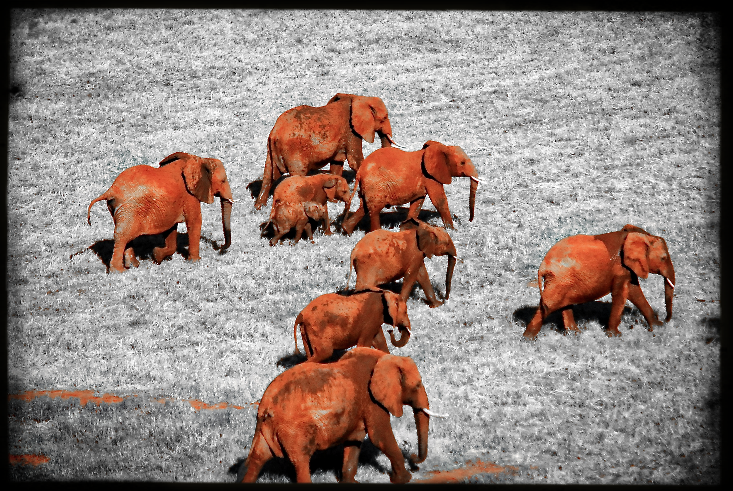5.ghosts of tsavo-DeNoiseAI-raw.jpeg