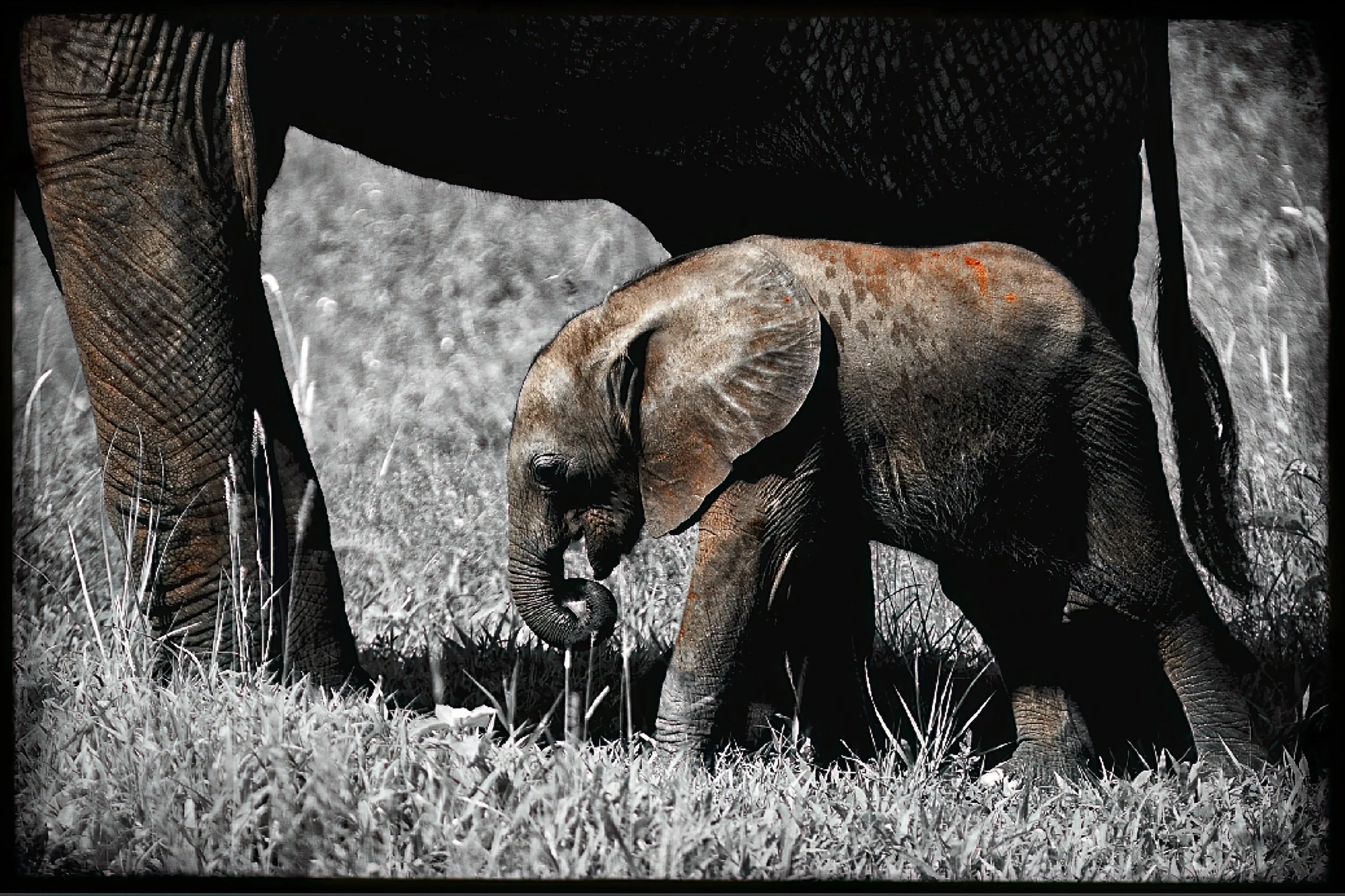 7.ghosts of tsavo-DeNoiseAI-raw.jpeg