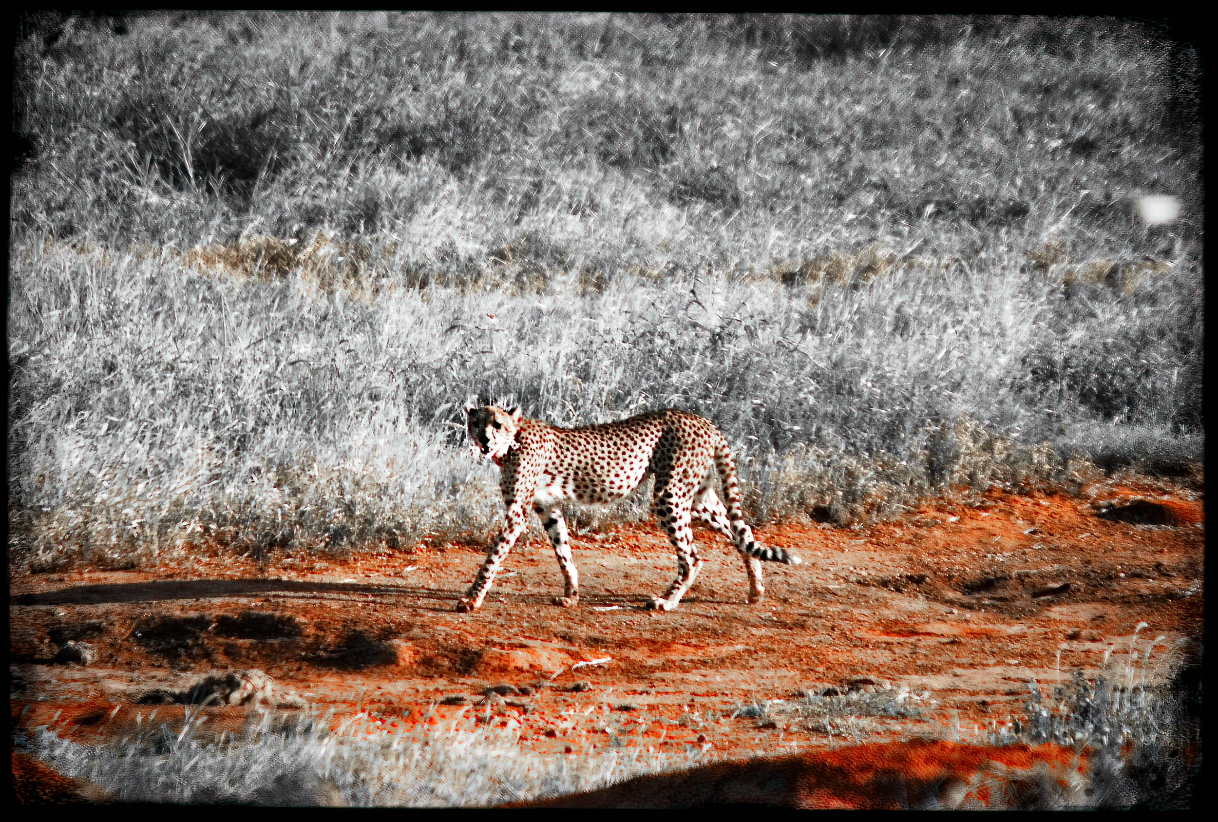 6.ghosts of tsavo-DeNoiseAI-rjw.jpeg