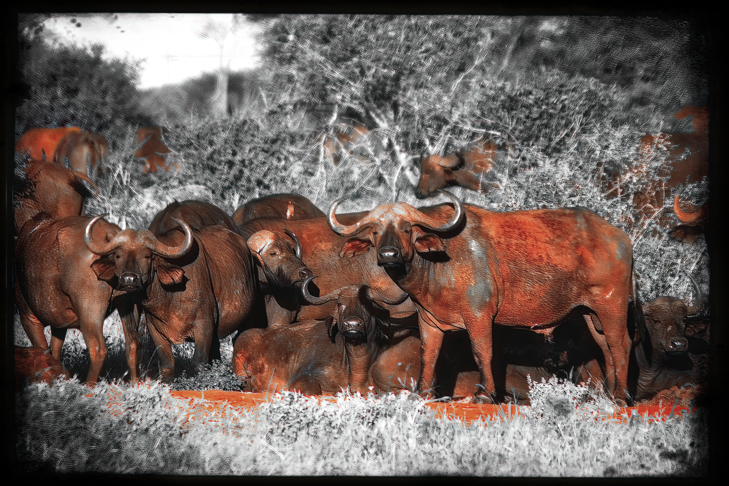 8.ghosts of tsavo-DeNoiseAI-raw.jpeg