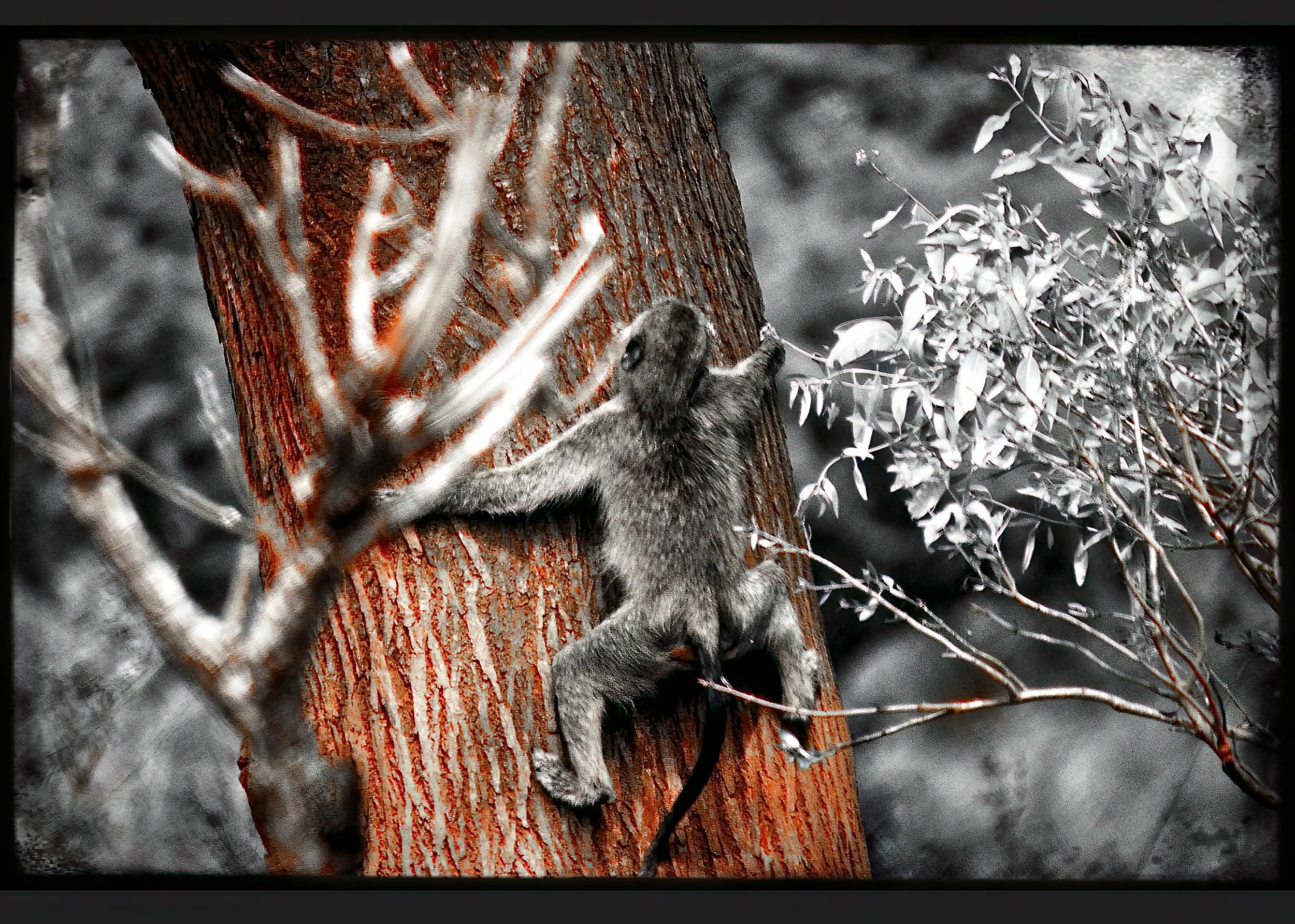 9.ghosts of tsavo--DeNoiseAI-raw.jpeg