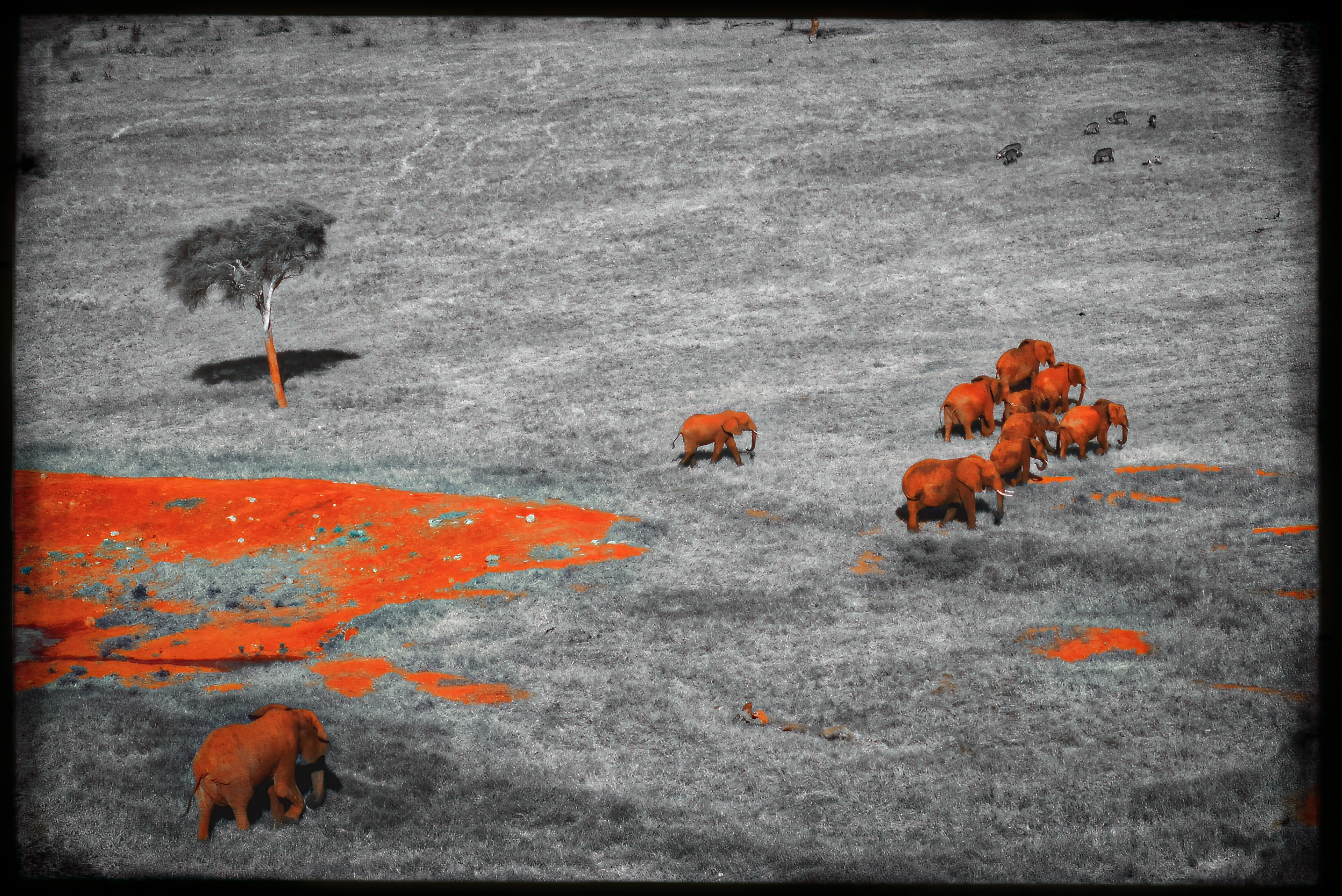 12.ghosts of tsavo--DeNoiseAI-raw.jpeg