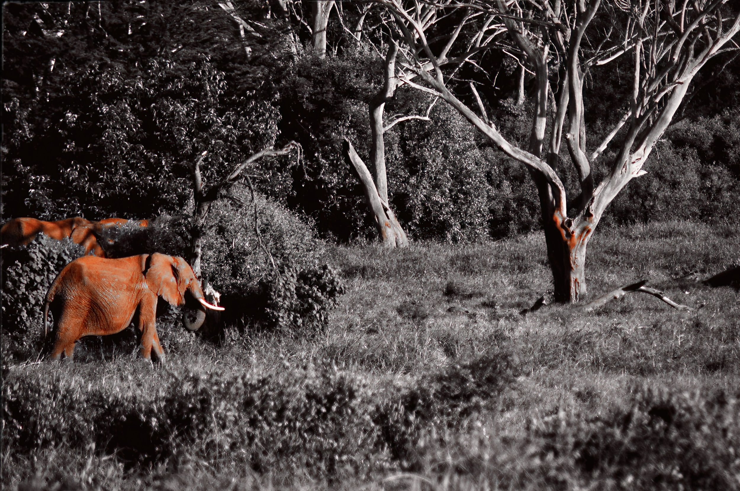 14.ghosts of tsavo.-DeNoiseAI-raw.jpeg
