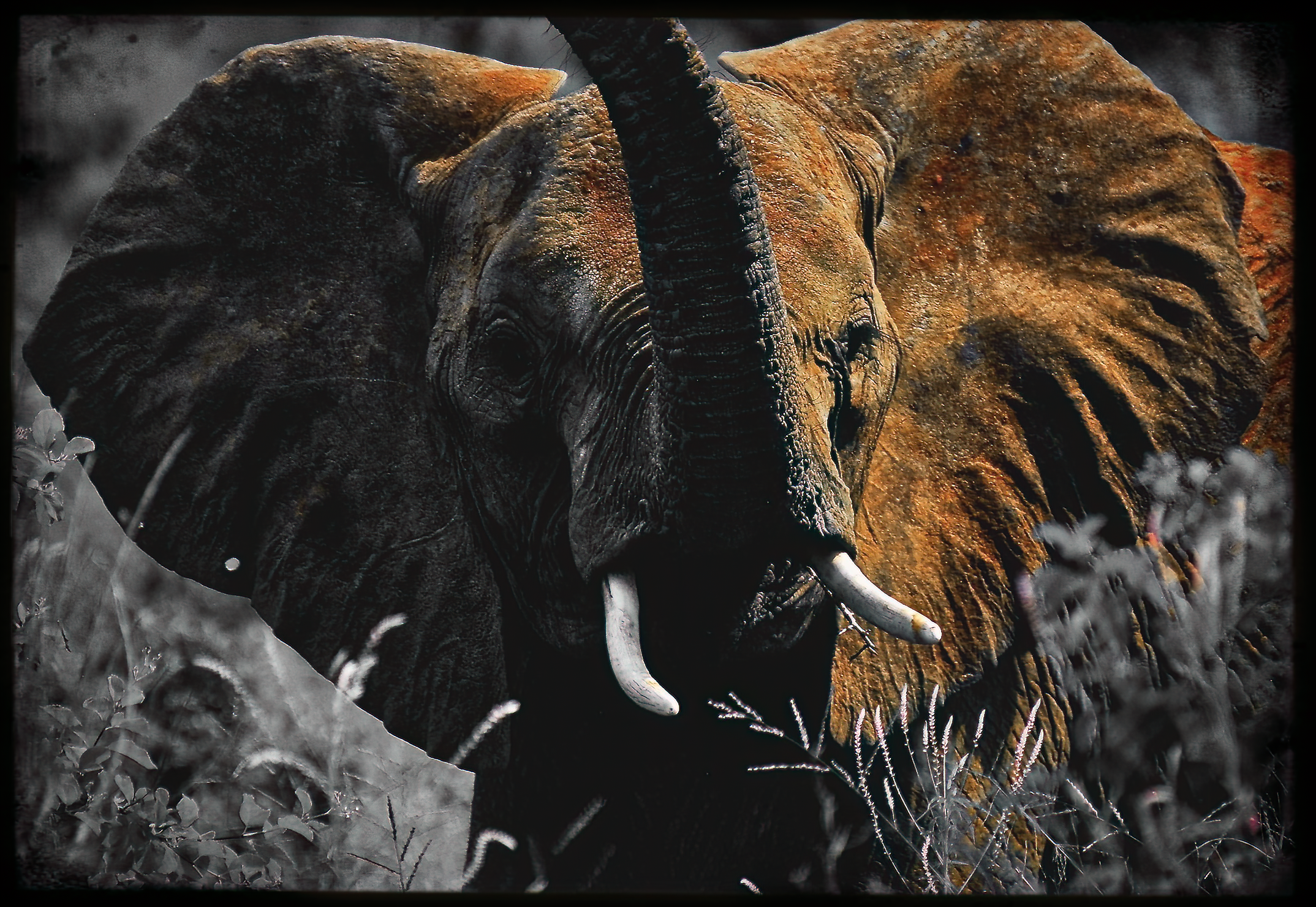 15.ghosts of tsavo-DeNoiseAI-raw.jpeg